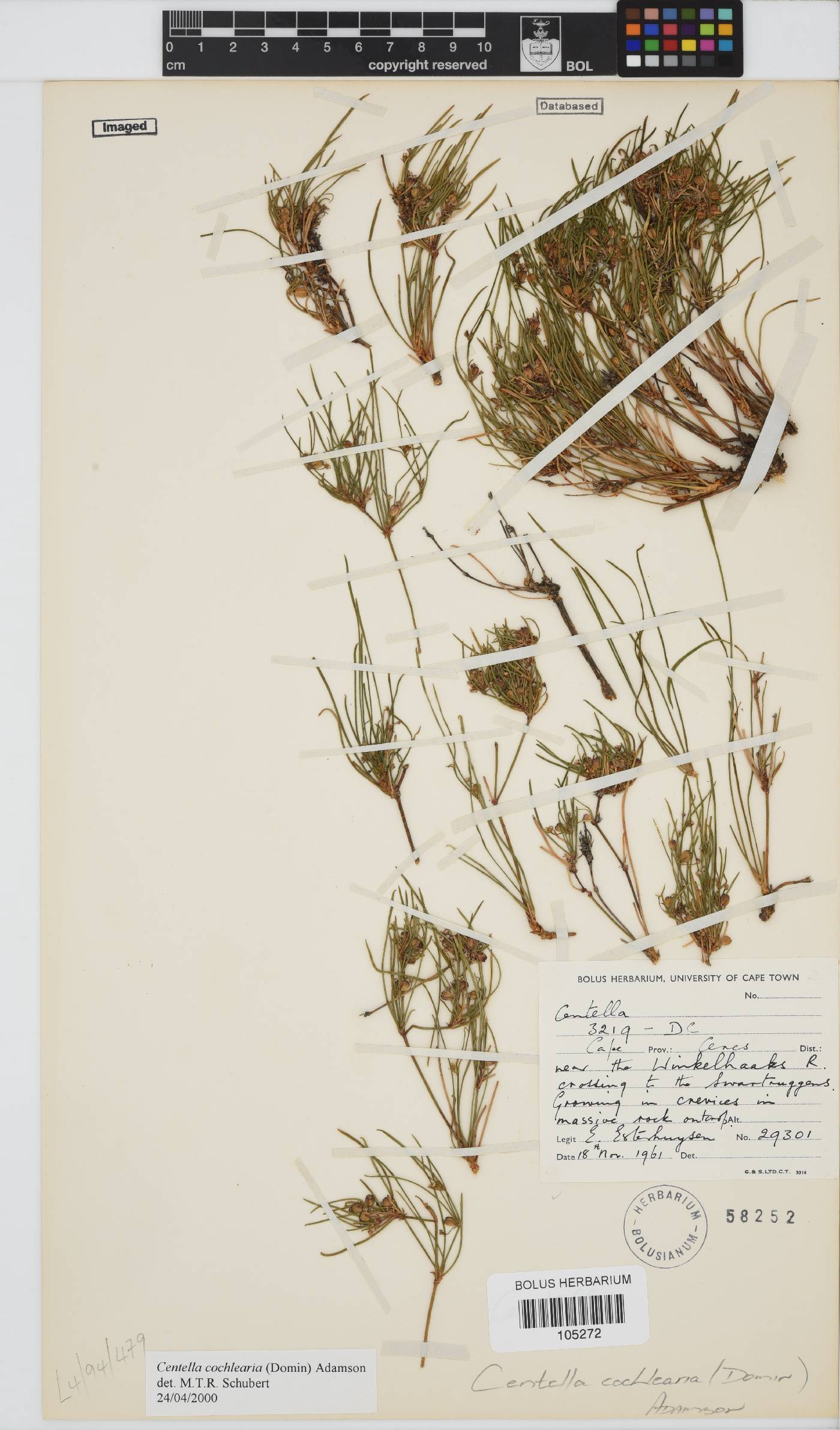 Centella cochlearia image