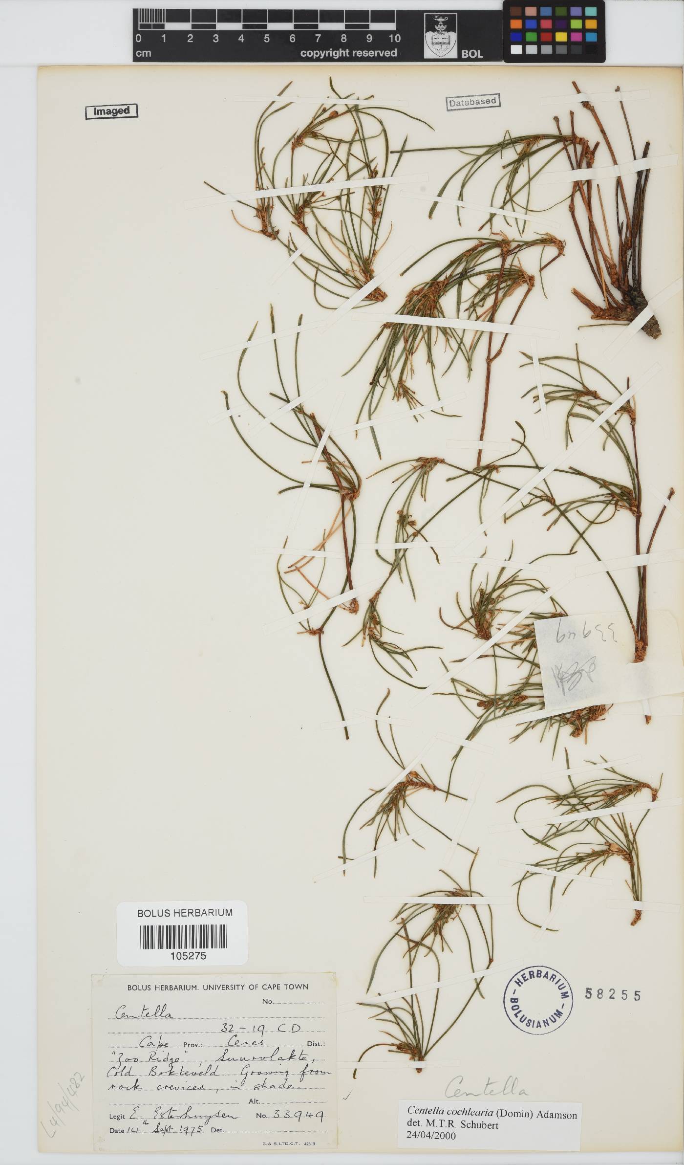Centella cochlearia image