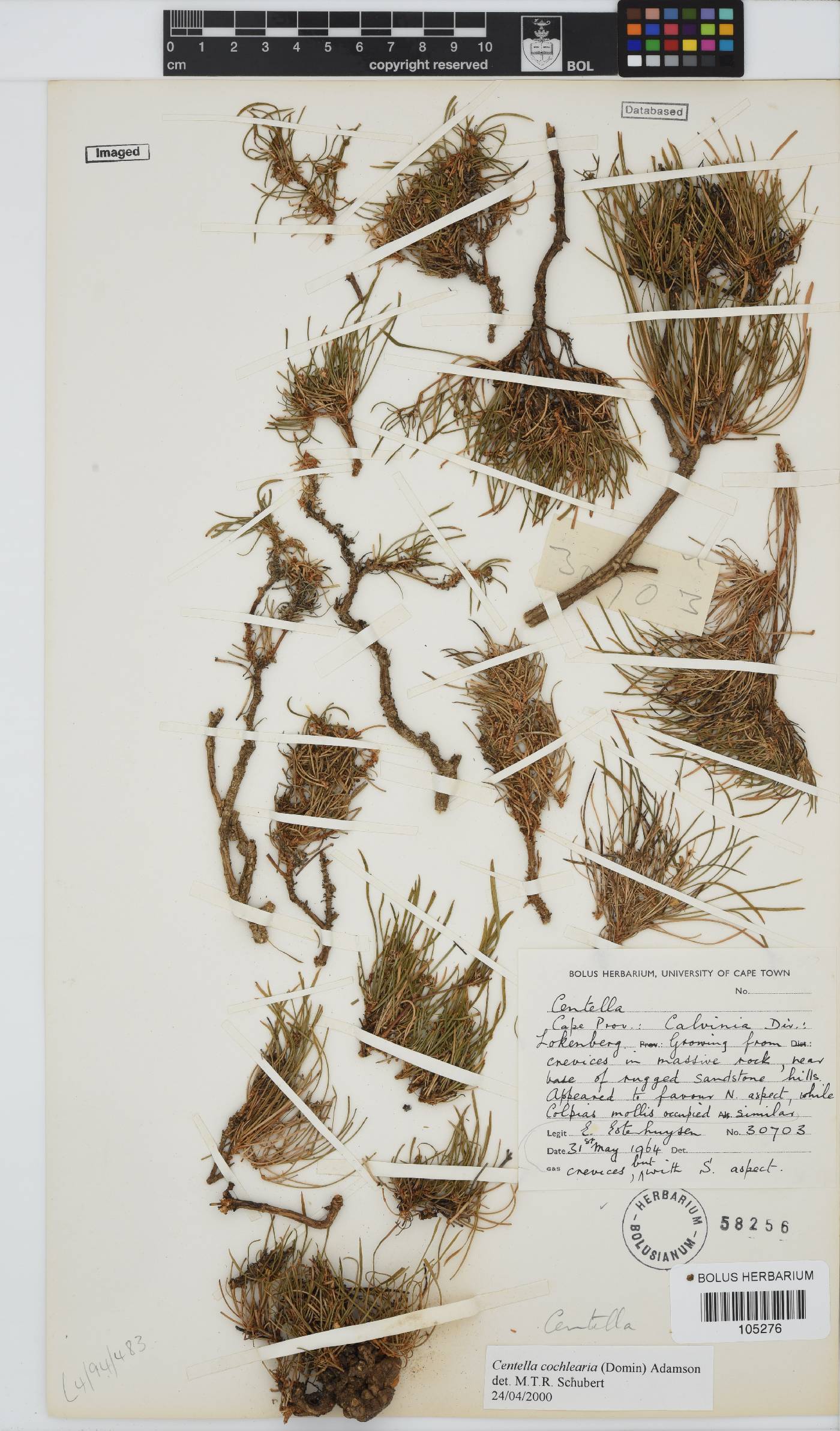 Centella cochlearia image