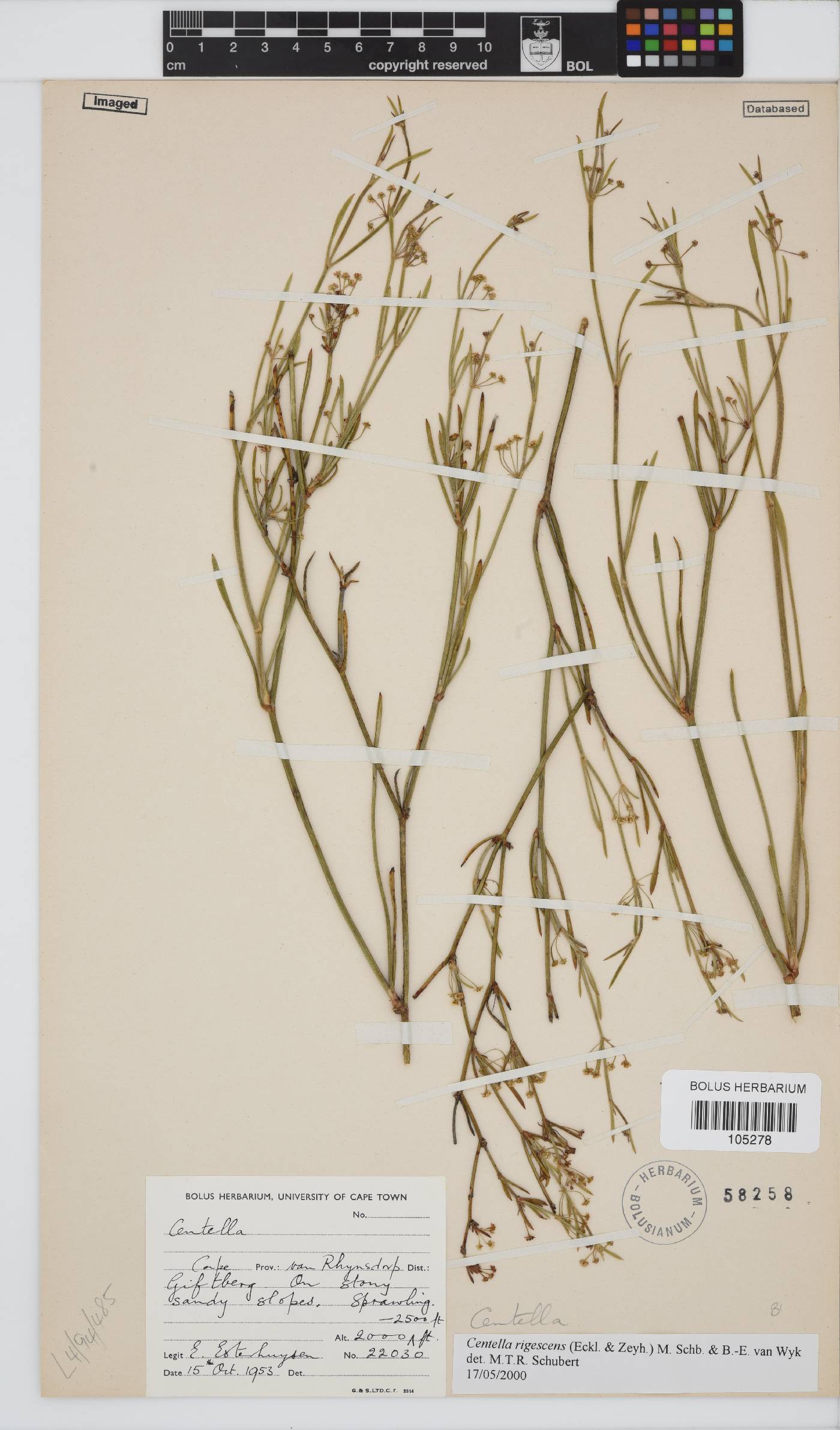 Centella rigescens image