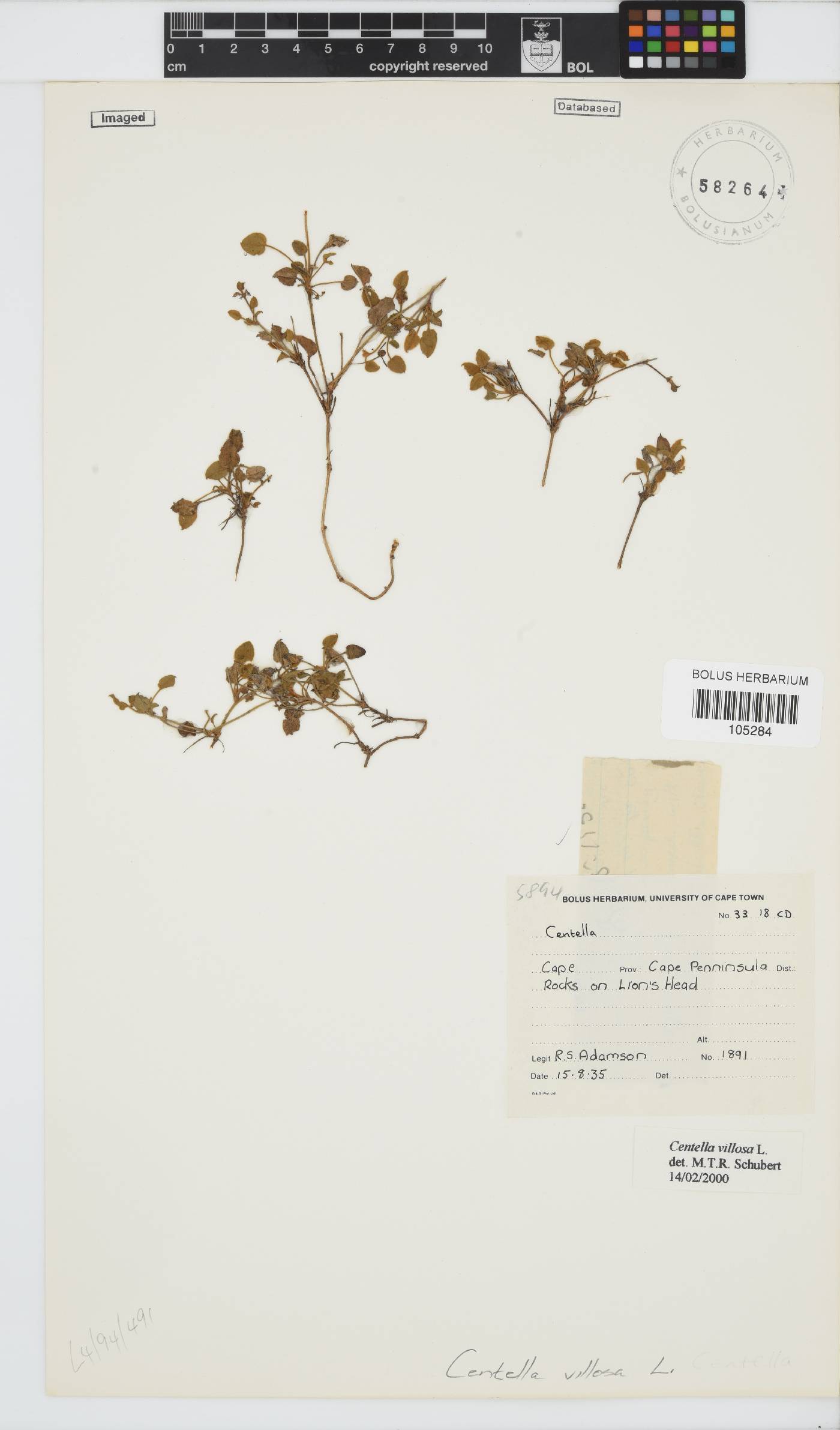 Centella villosa image