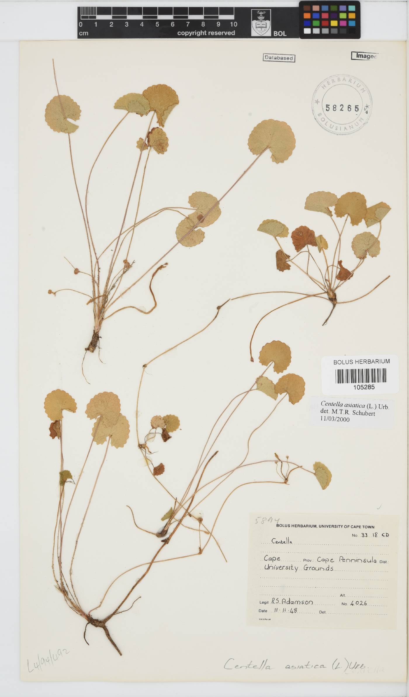 Centella asiatica image
