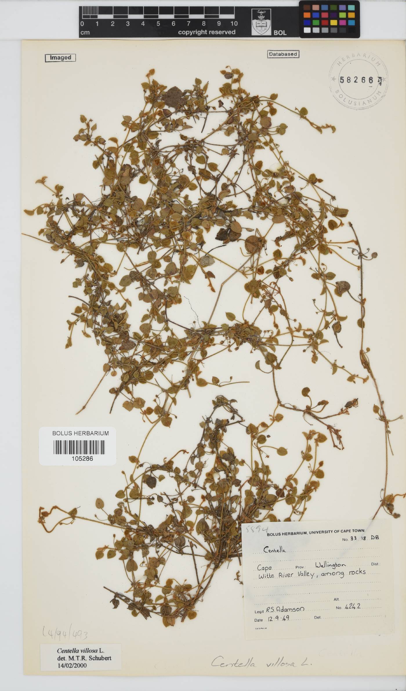 Centella villosa image