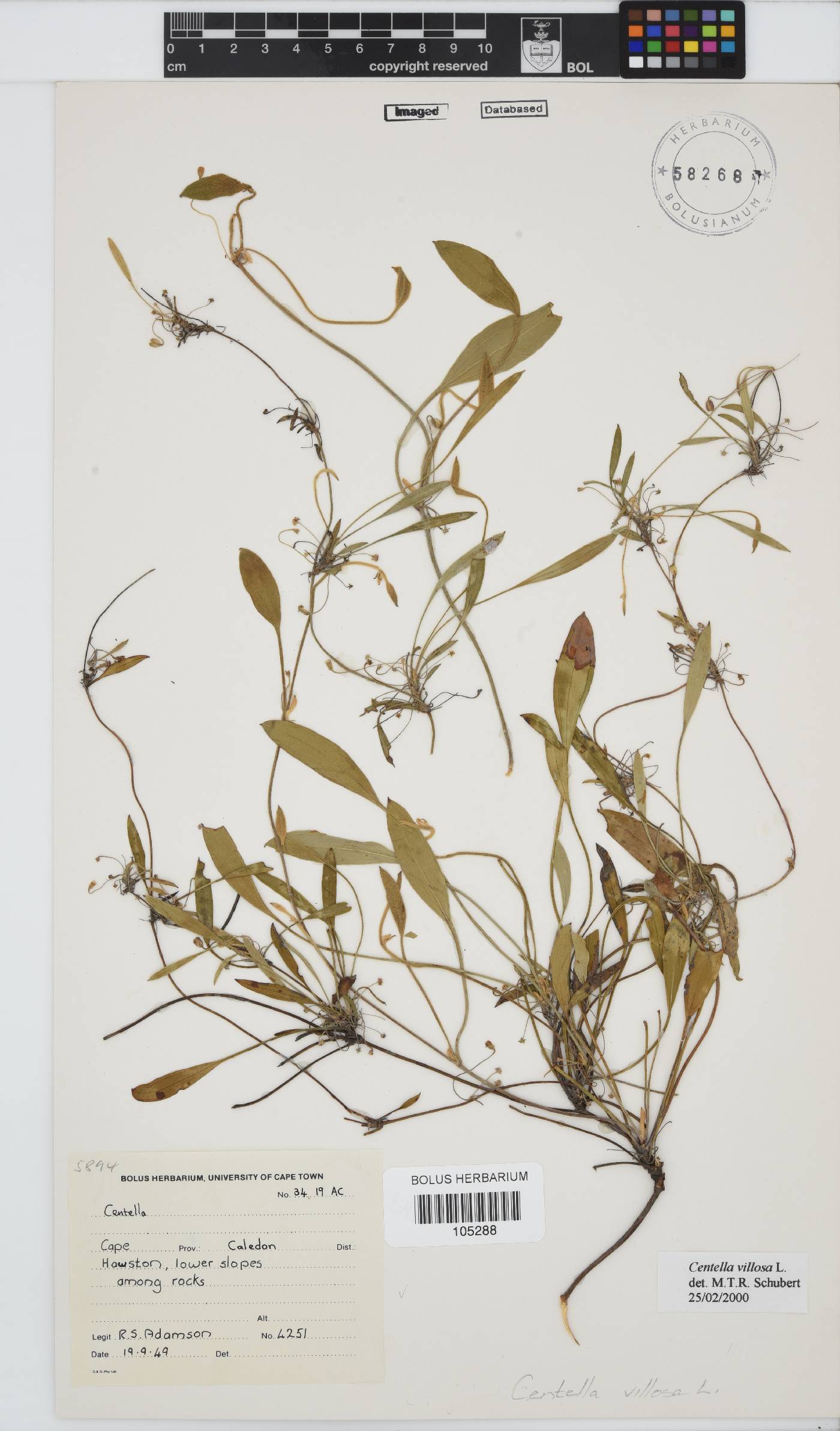 Centella villosa image