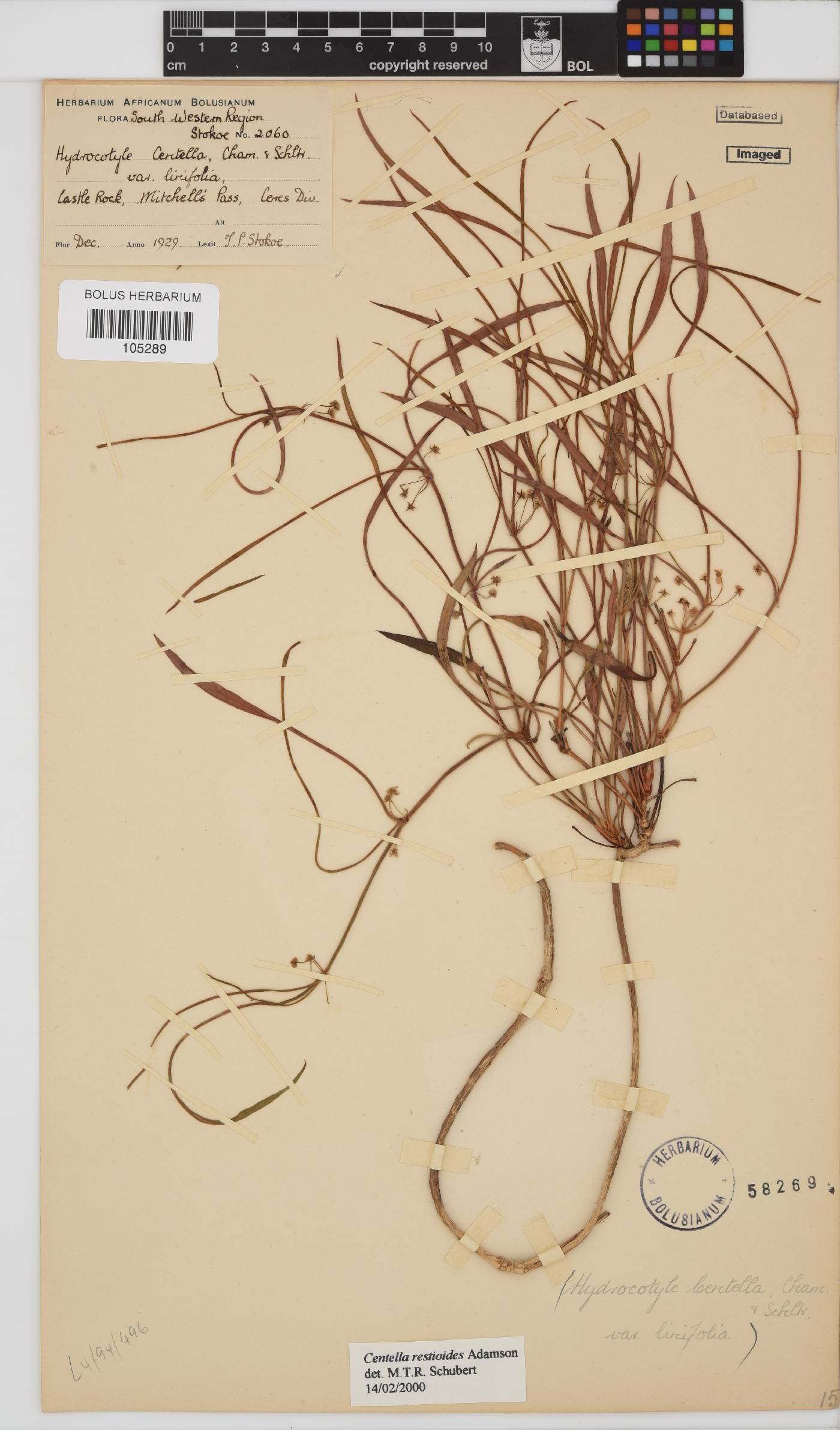 Centella restioides image