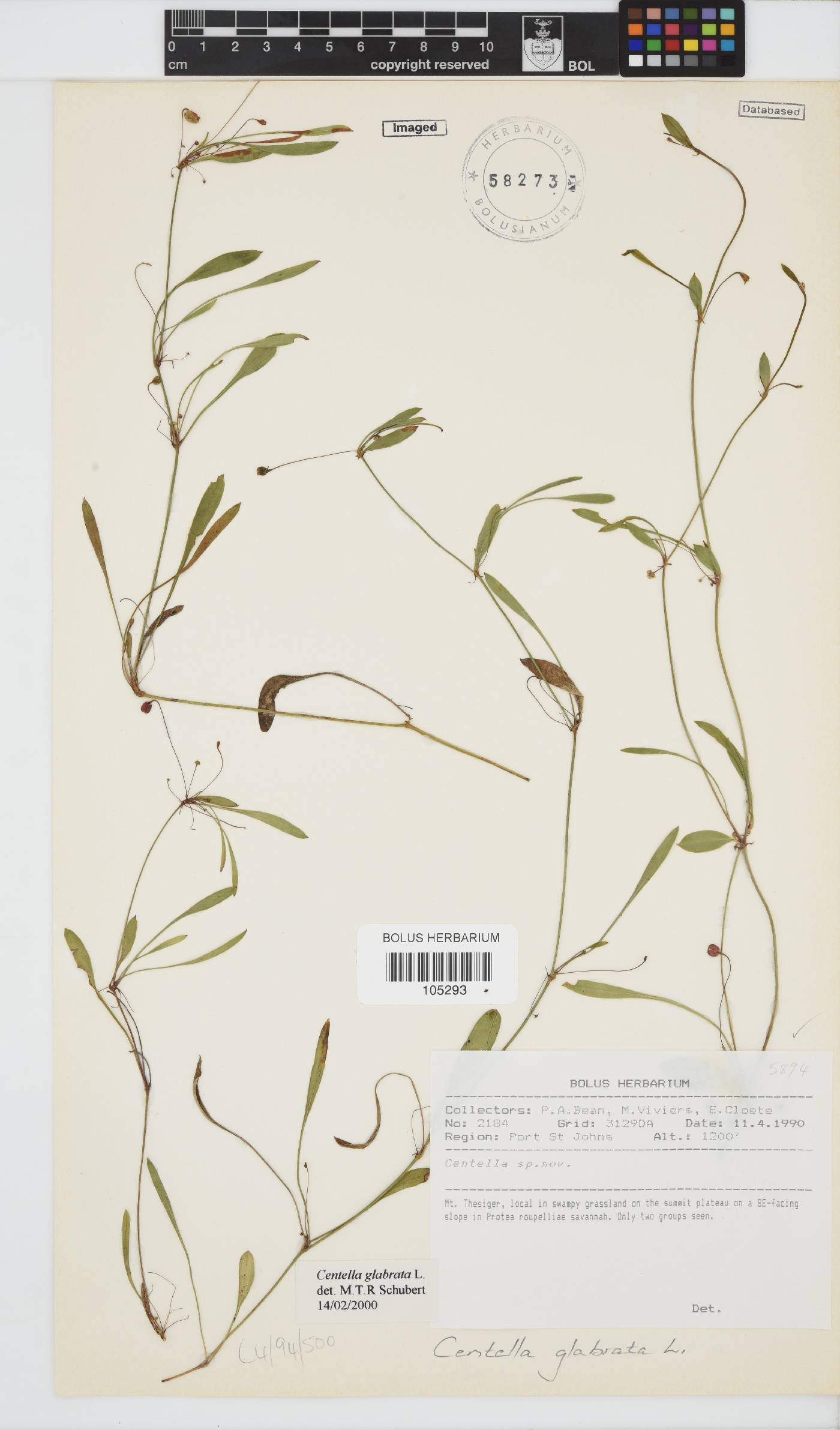 Centella glabrata image