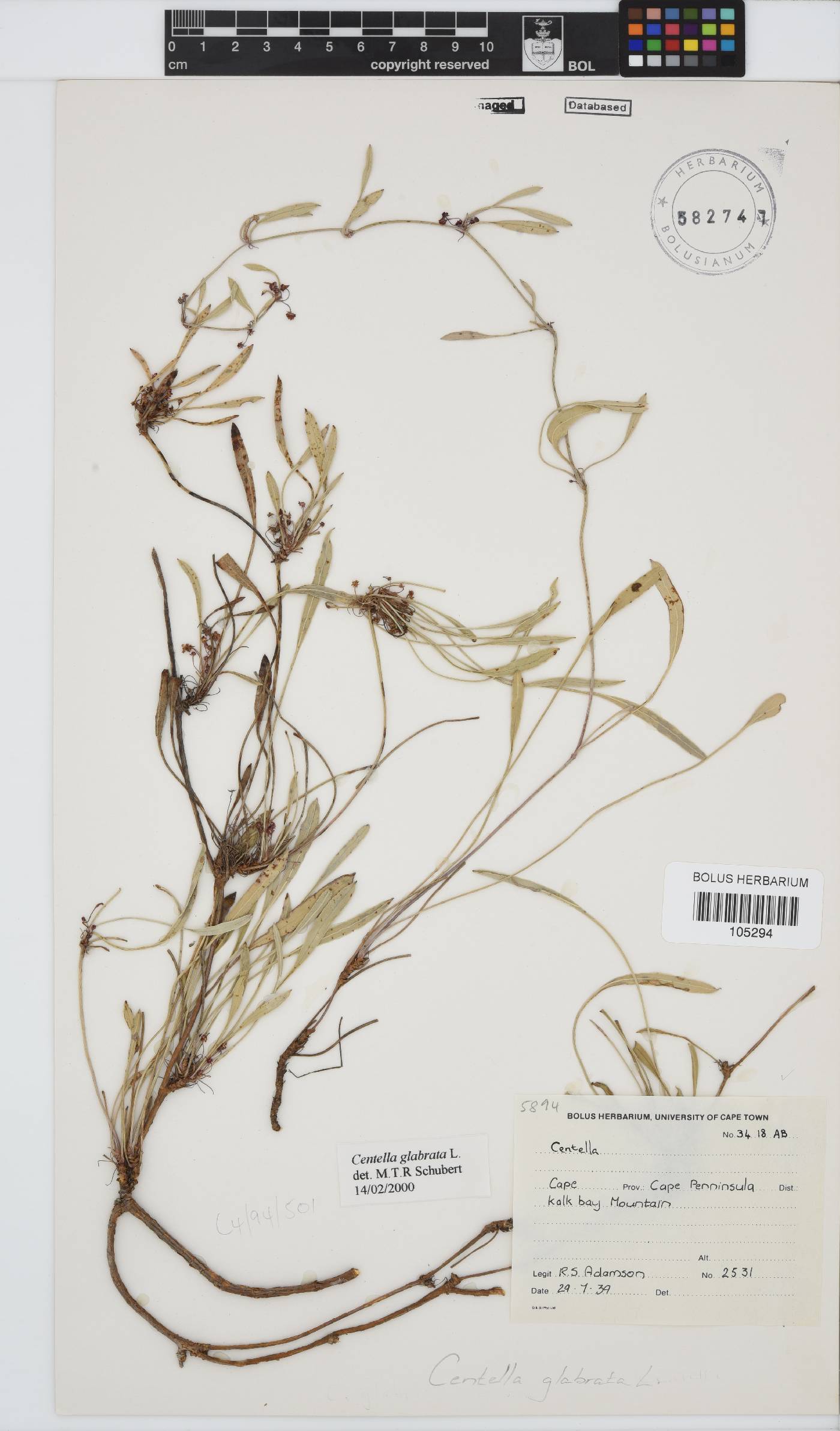 Centella glabrata image