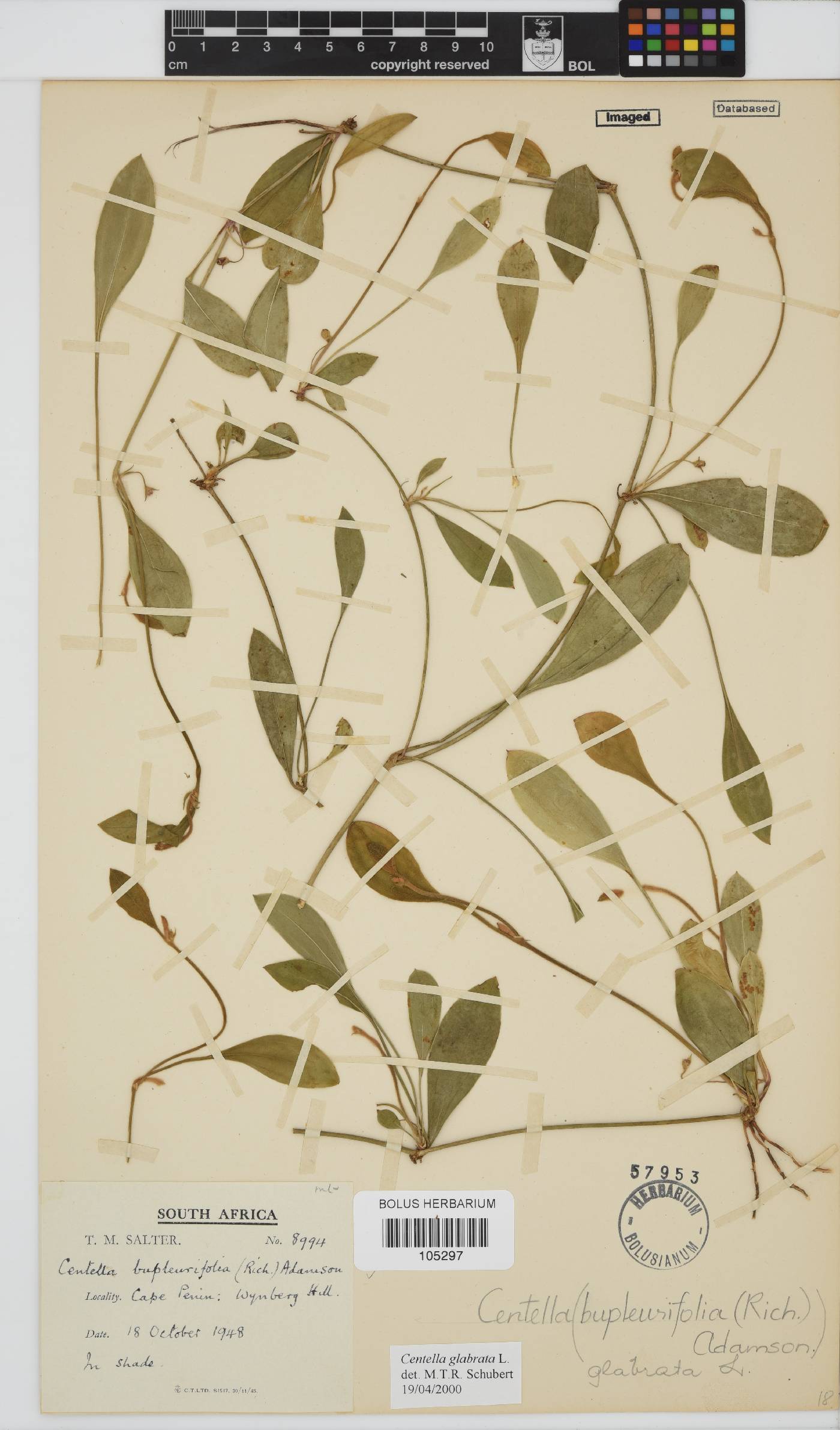 Centella glabrata image