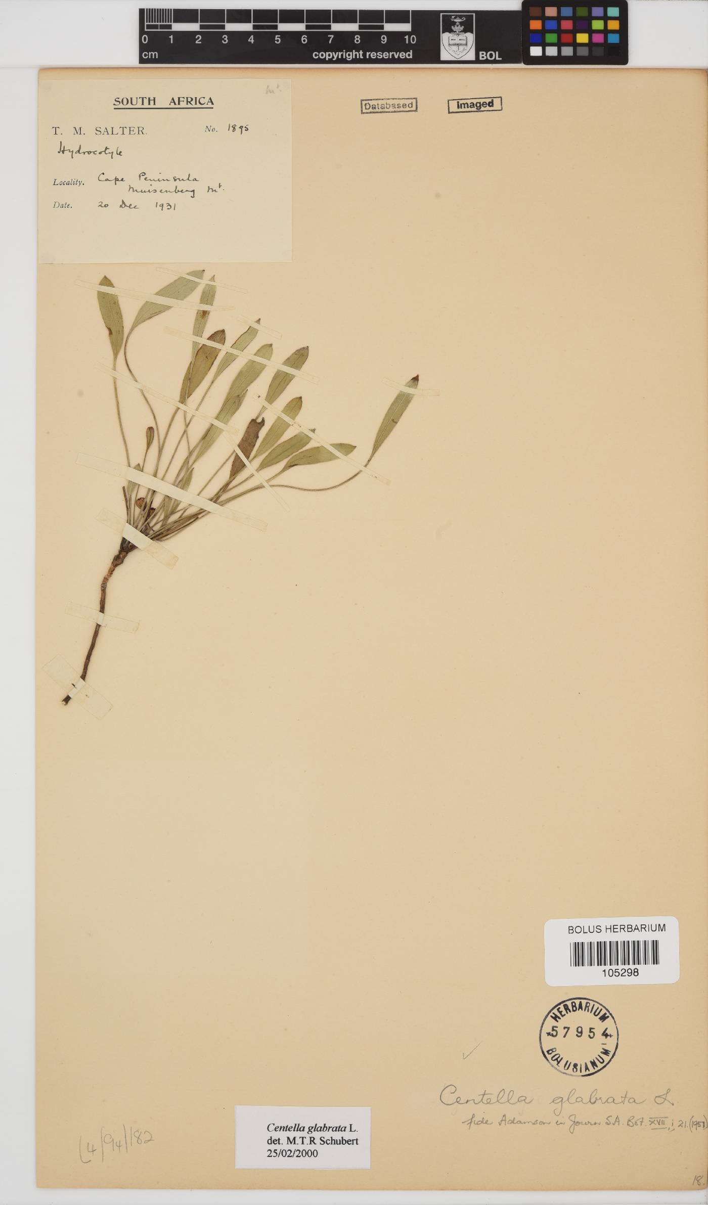 Centella glabrata image