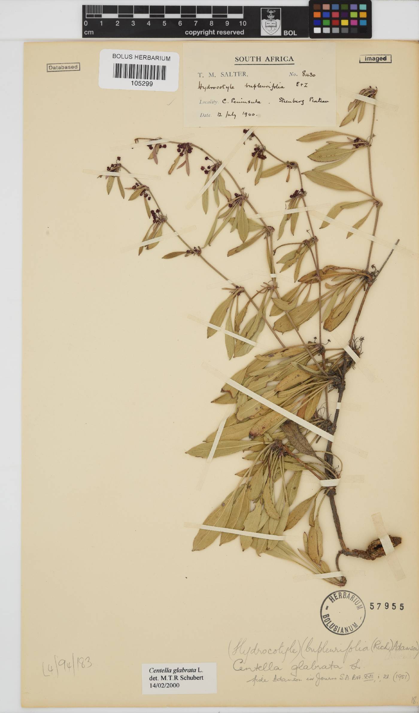 Centella glabrata image