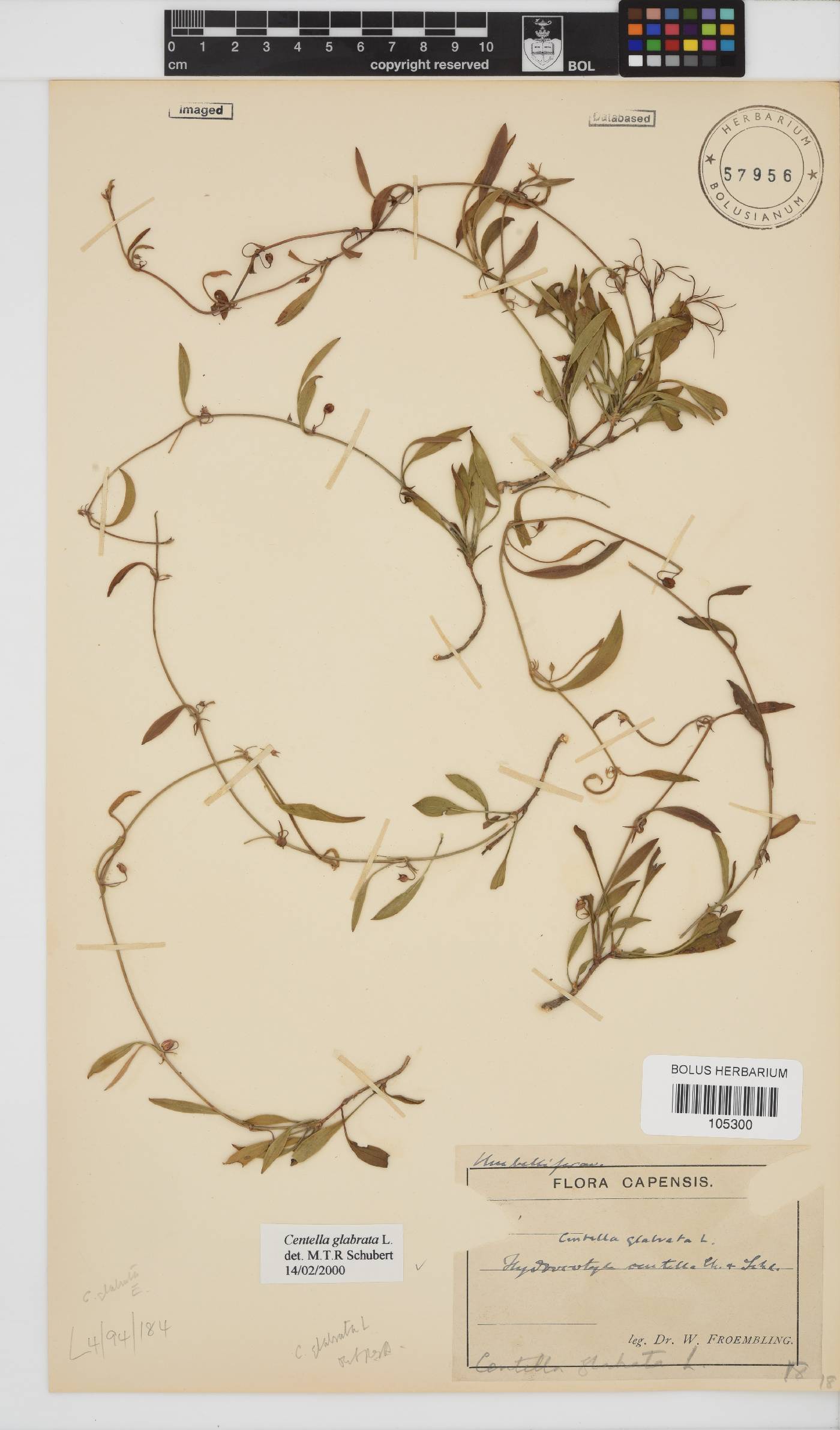 Centella glabrata image