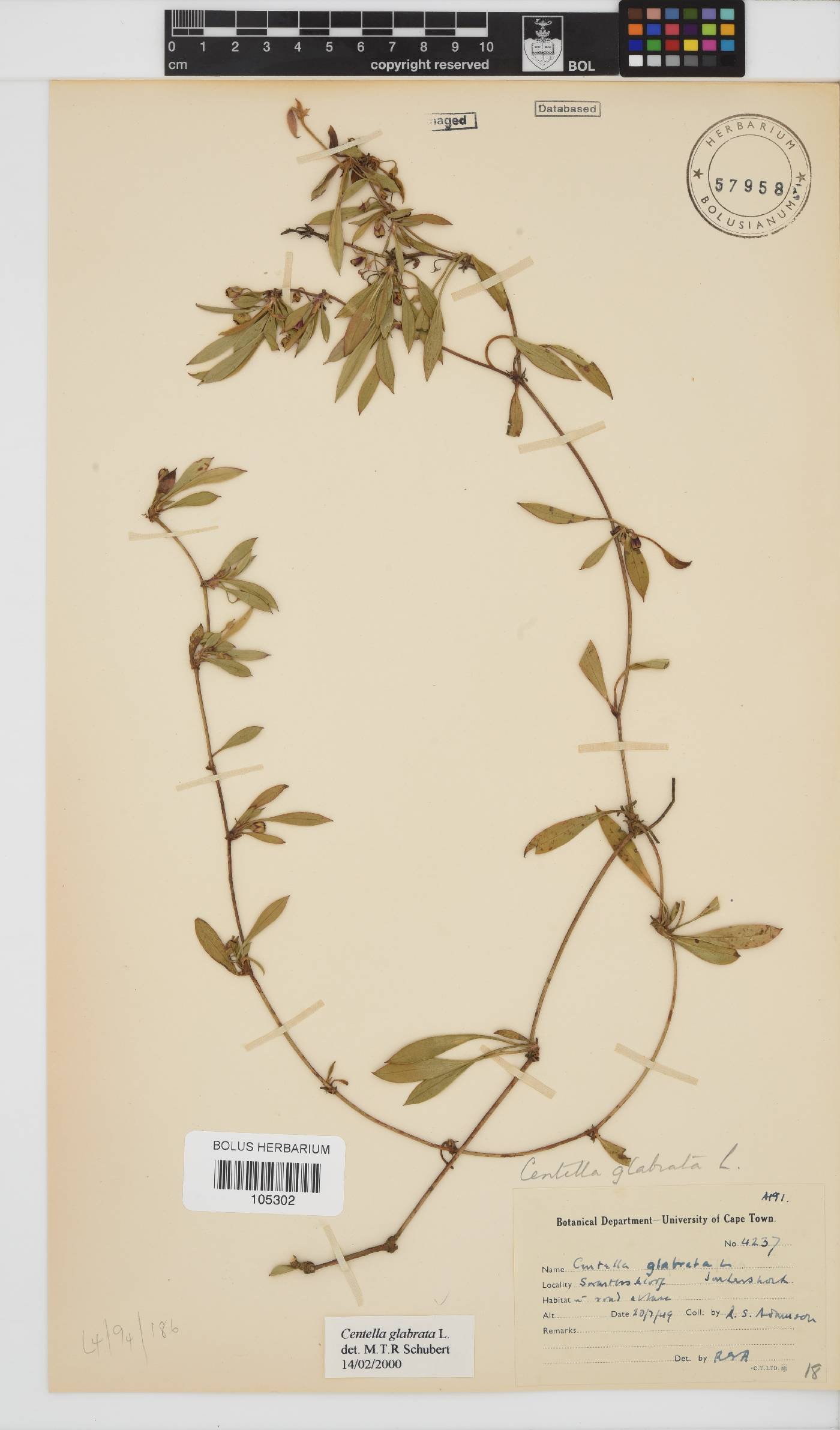 Centella image
