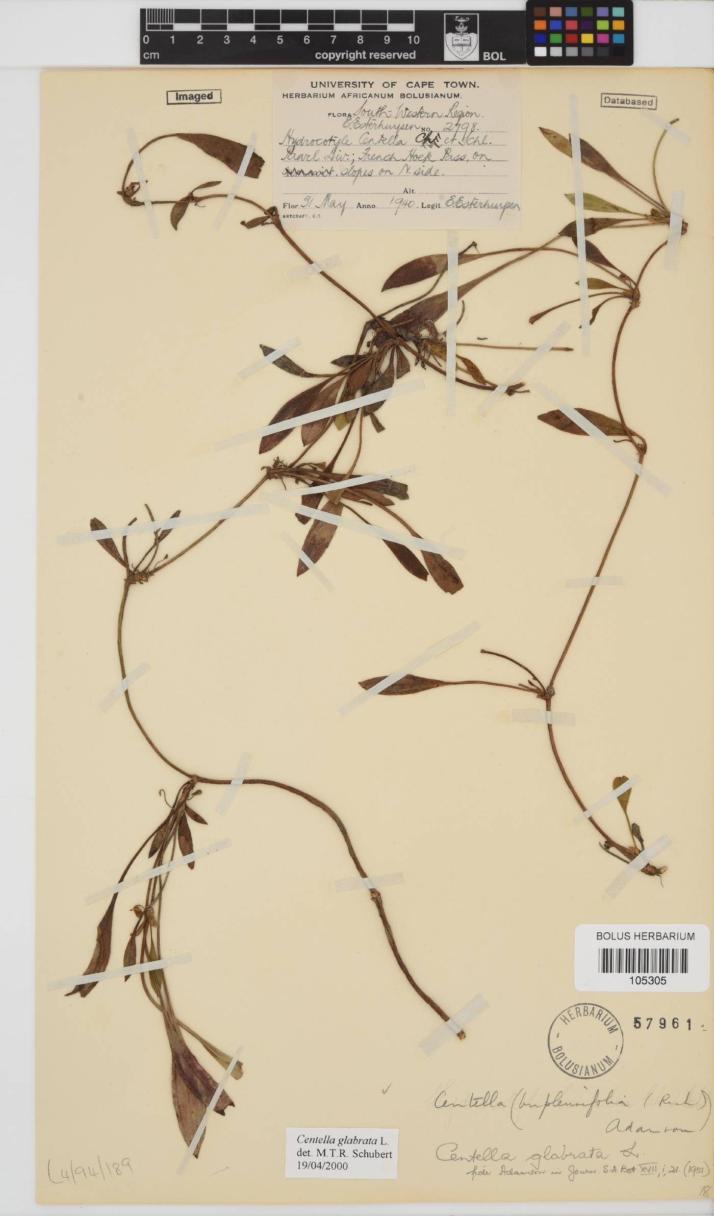 Centella glabrata image