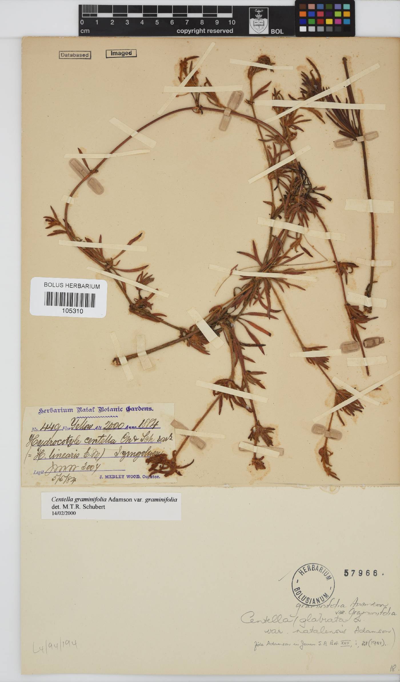 Centella graminifolia image