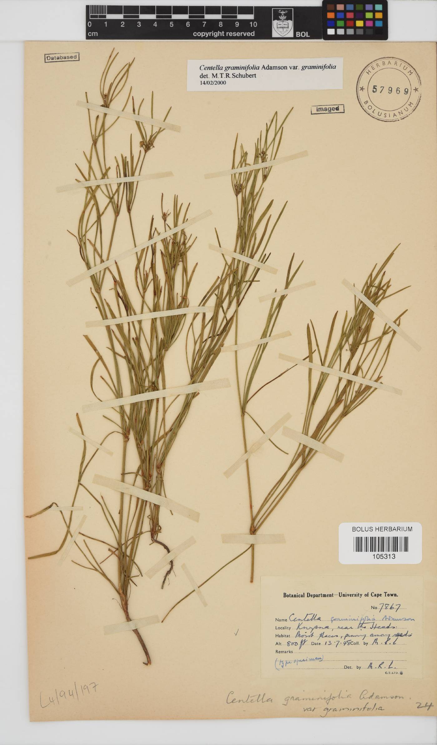 Centella graminifolia image