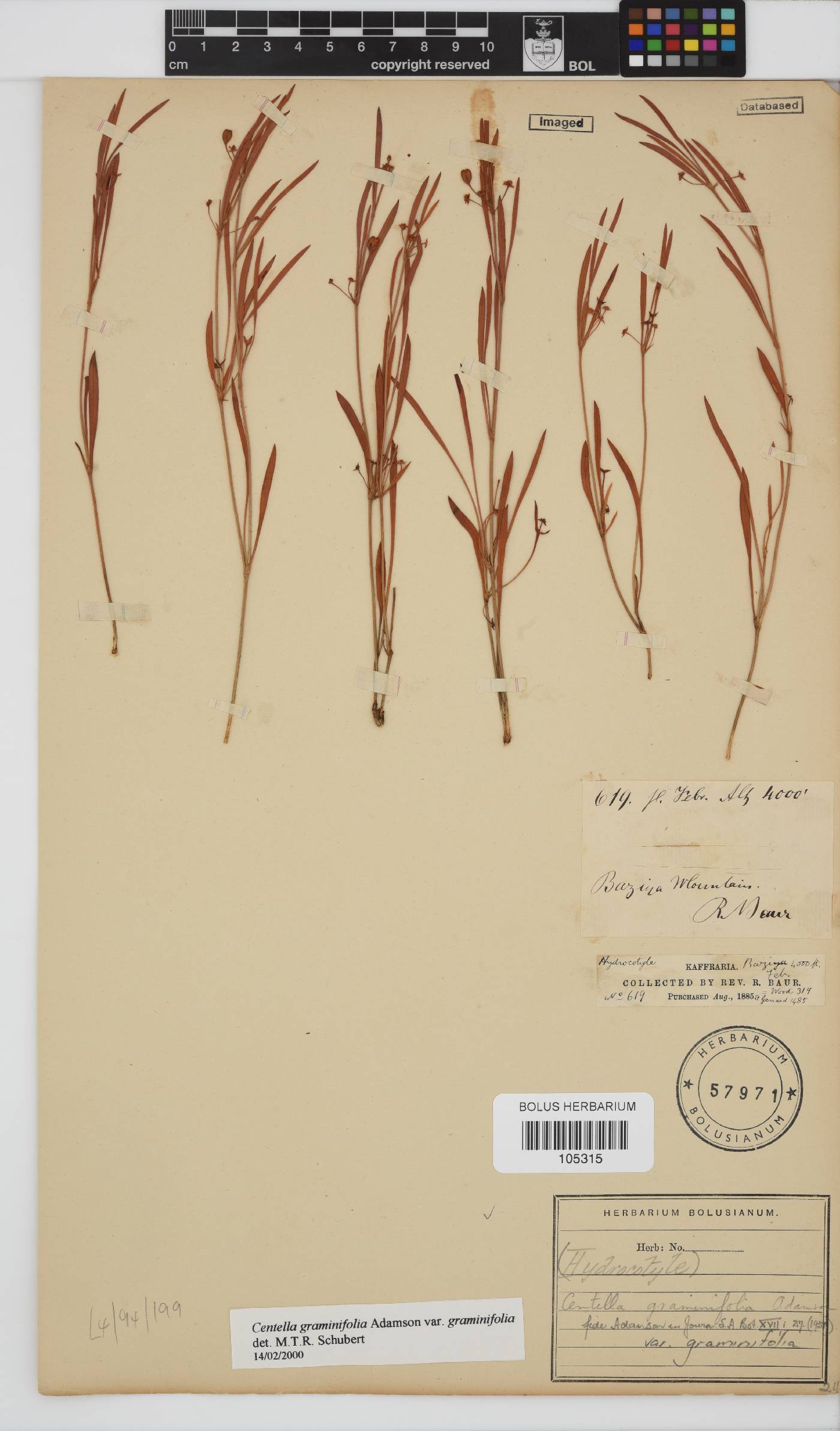 Centella graminifolia image