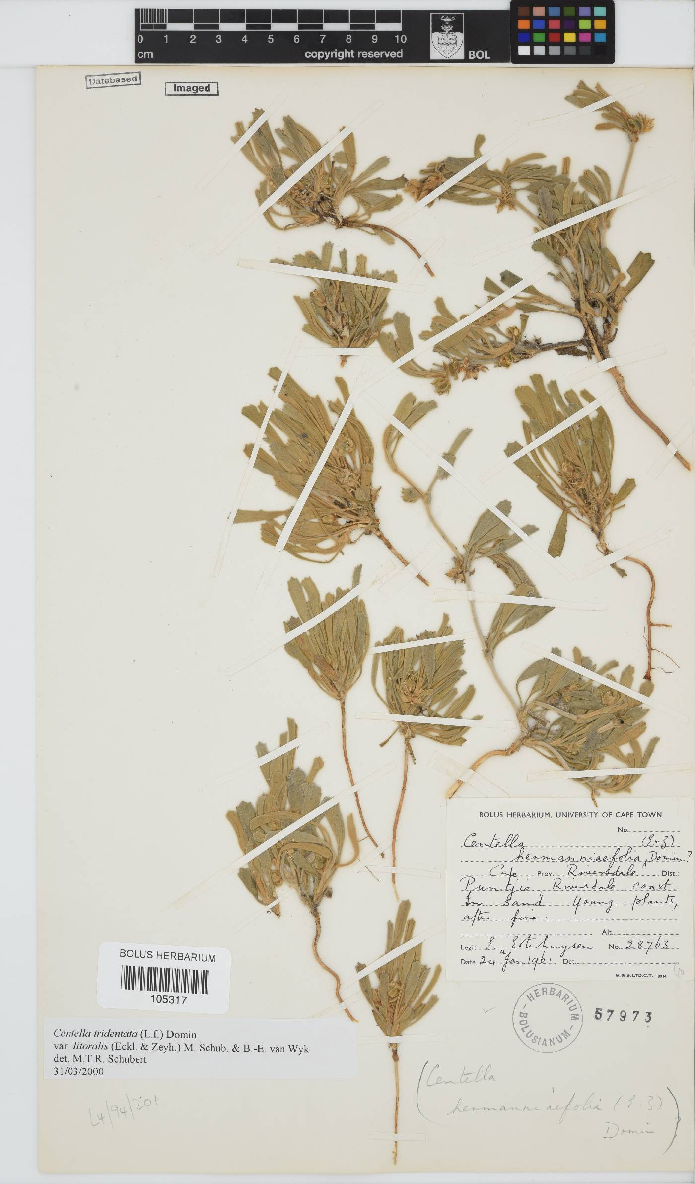 Centella tridentata image