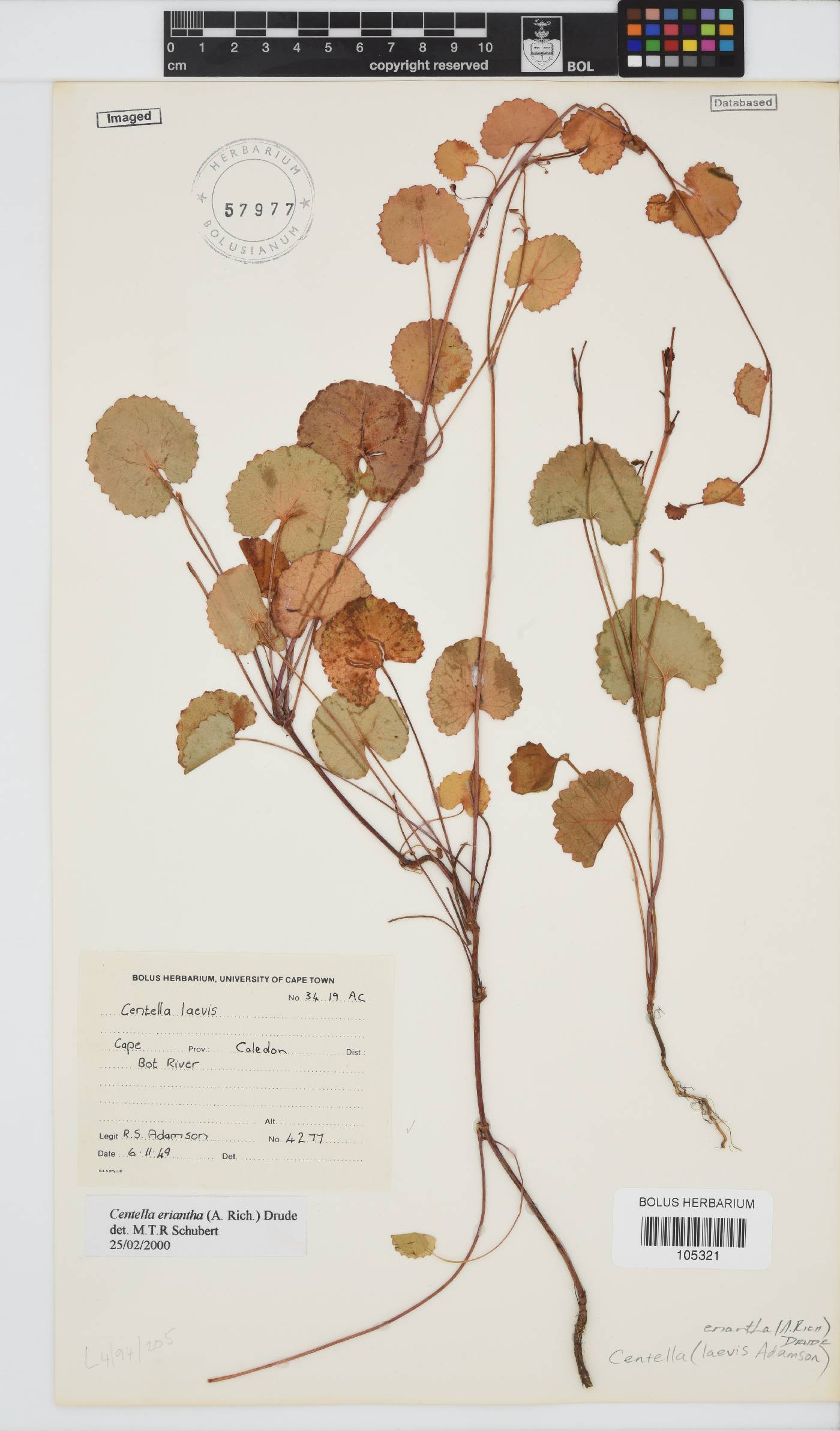 Centella image