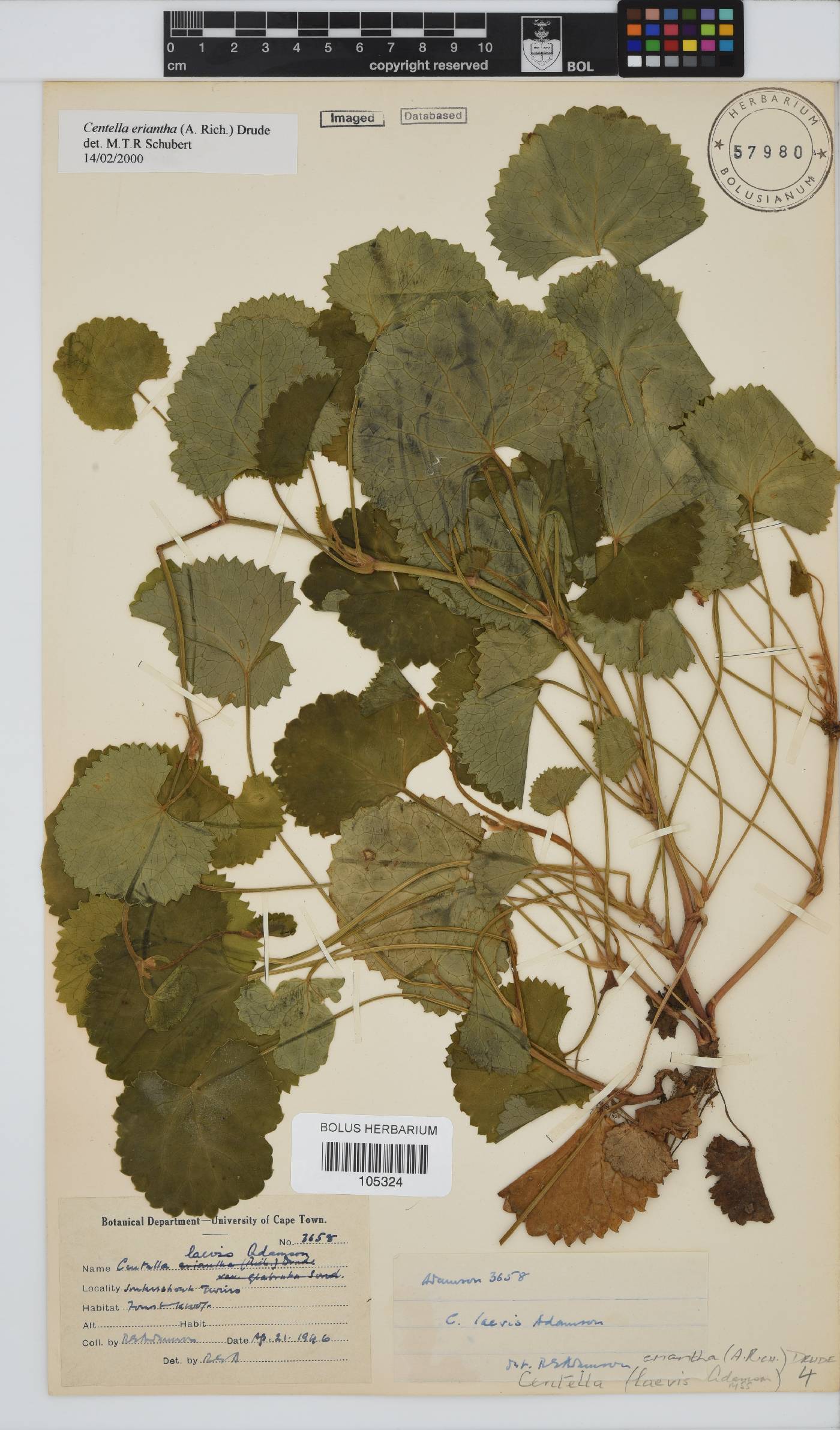Centella laevis image