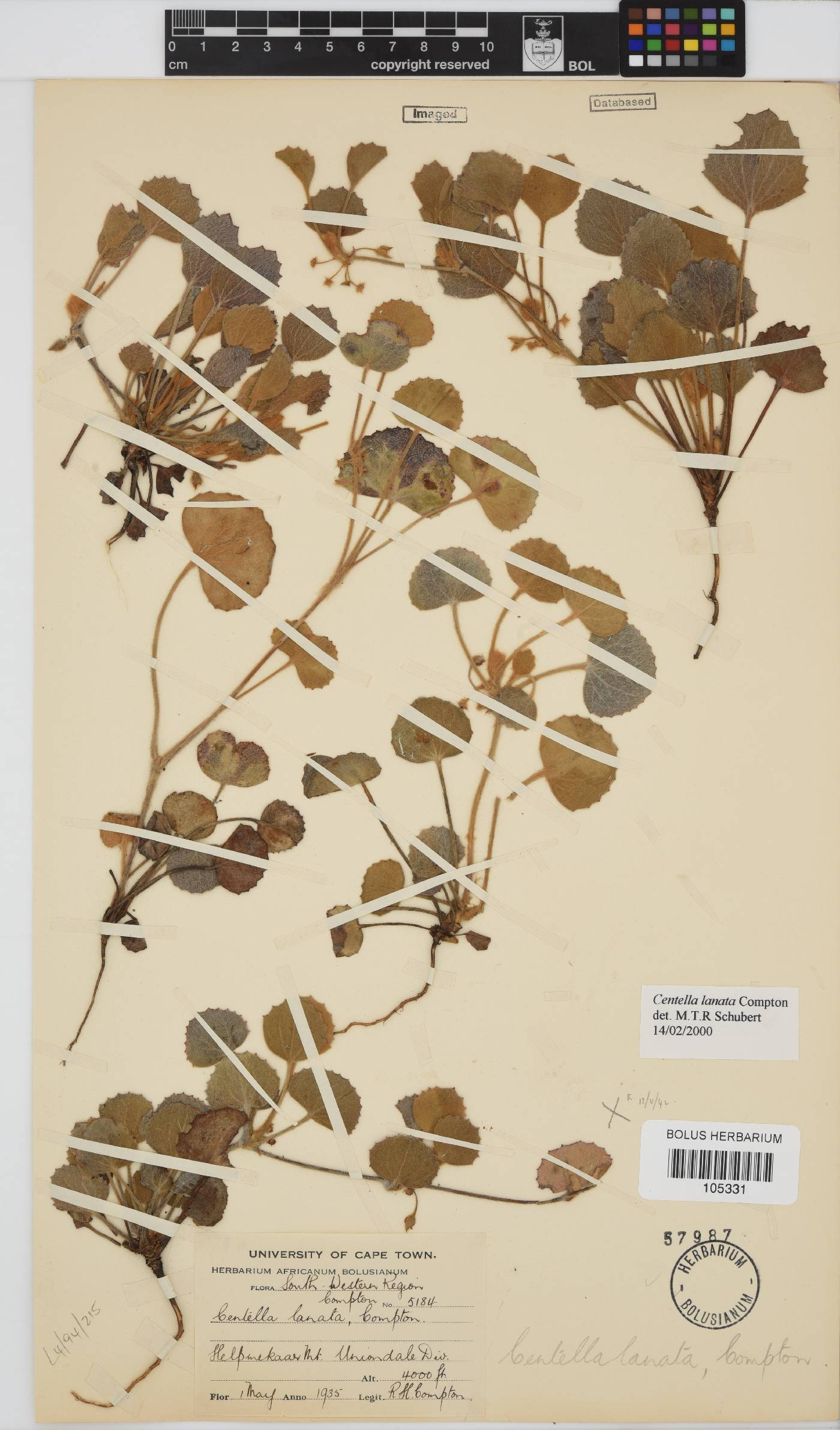 Centella lanata image