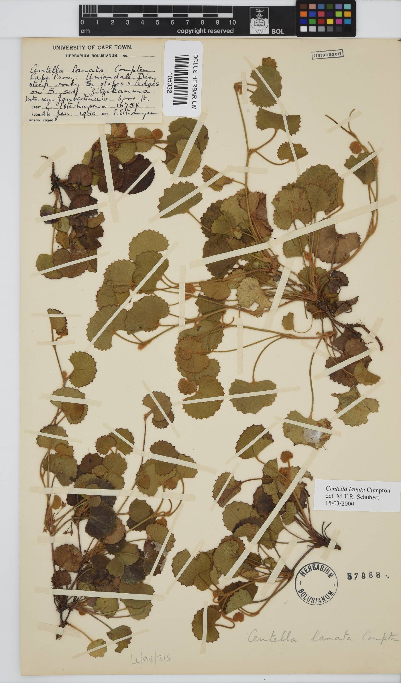 Centella lanata image