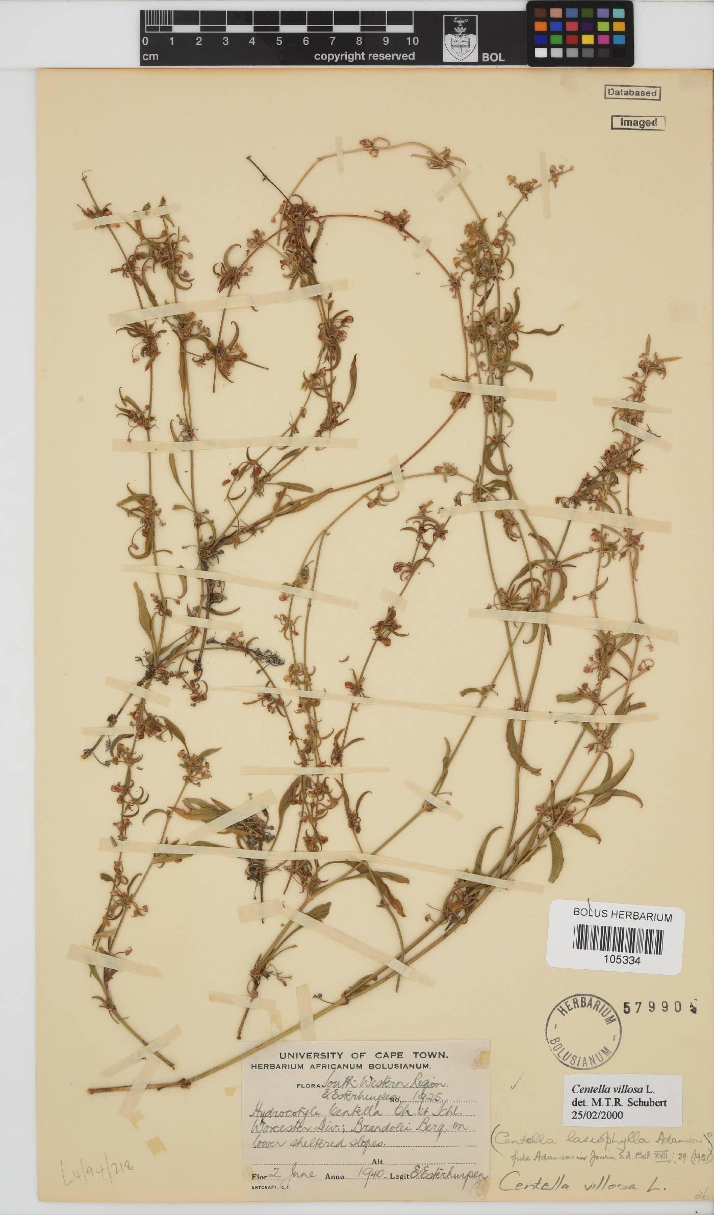 Centella villosa image