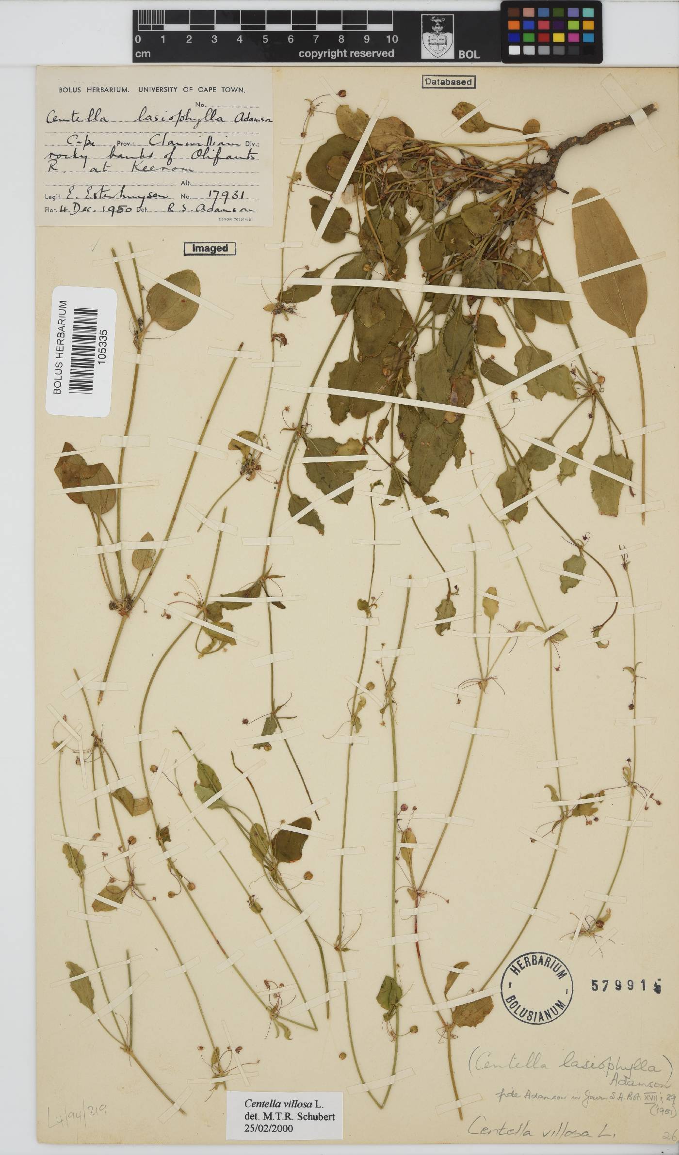 Centella villosa image