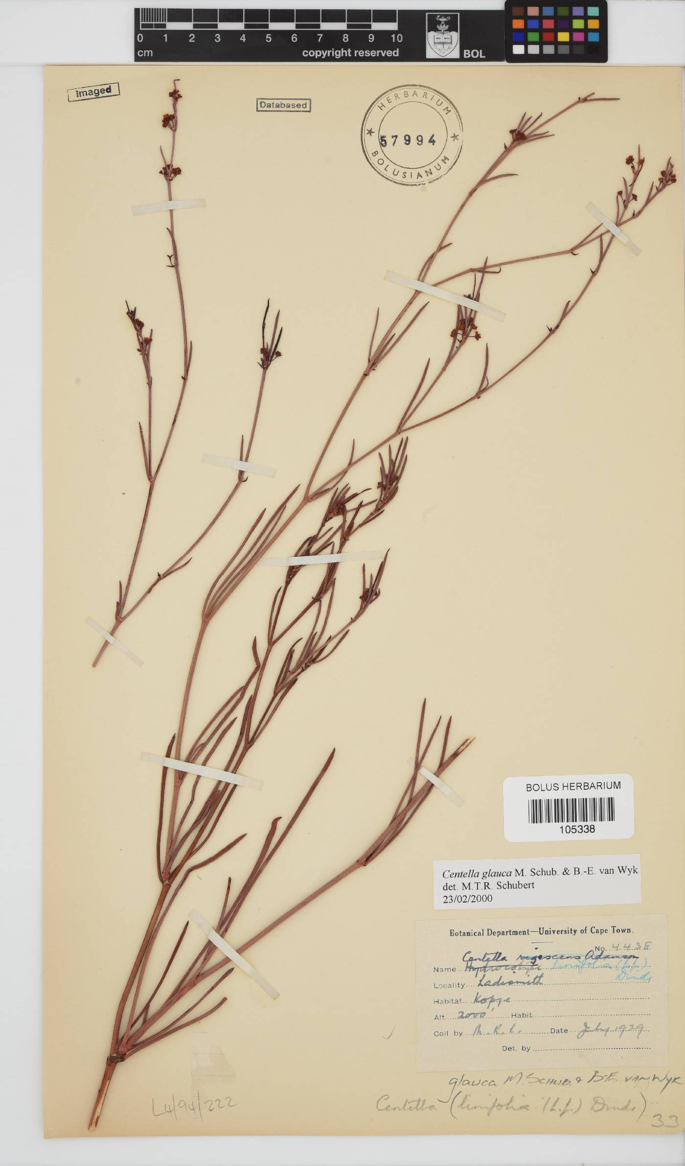 Centella glauca image