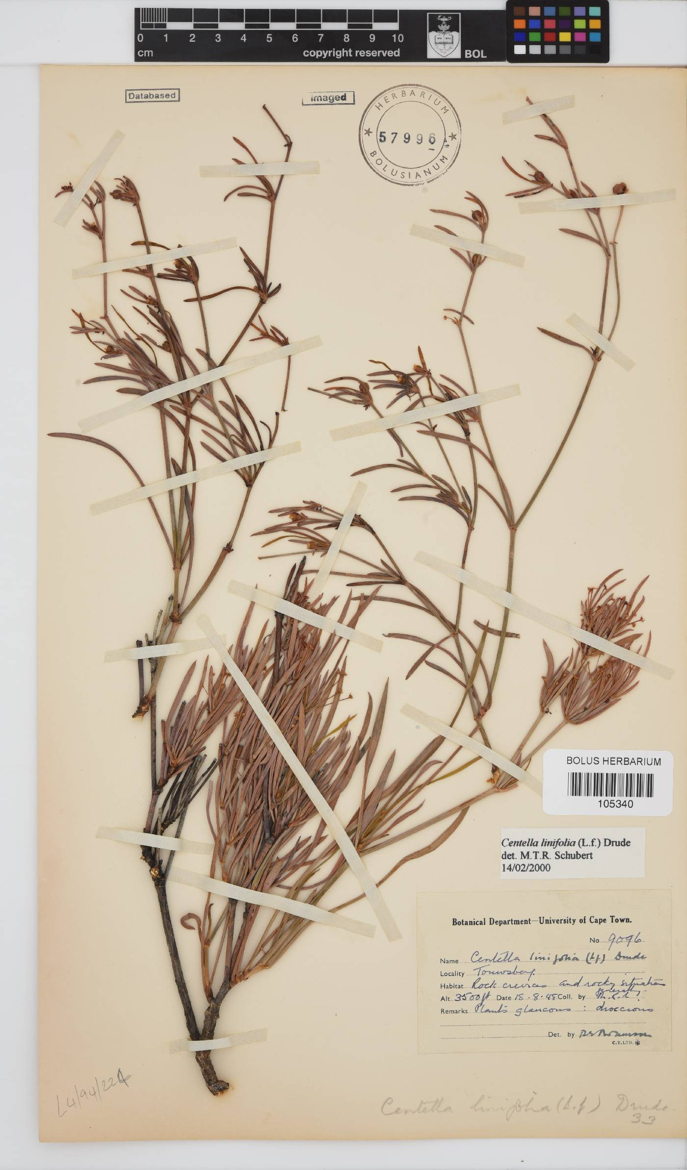 Centella linifolia image