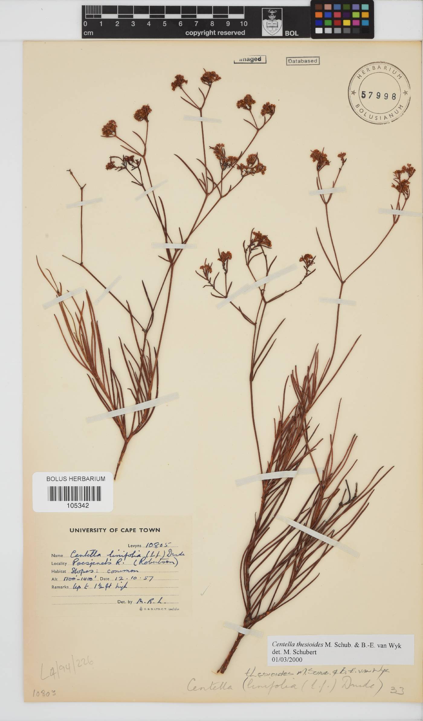 Centella thesioides image