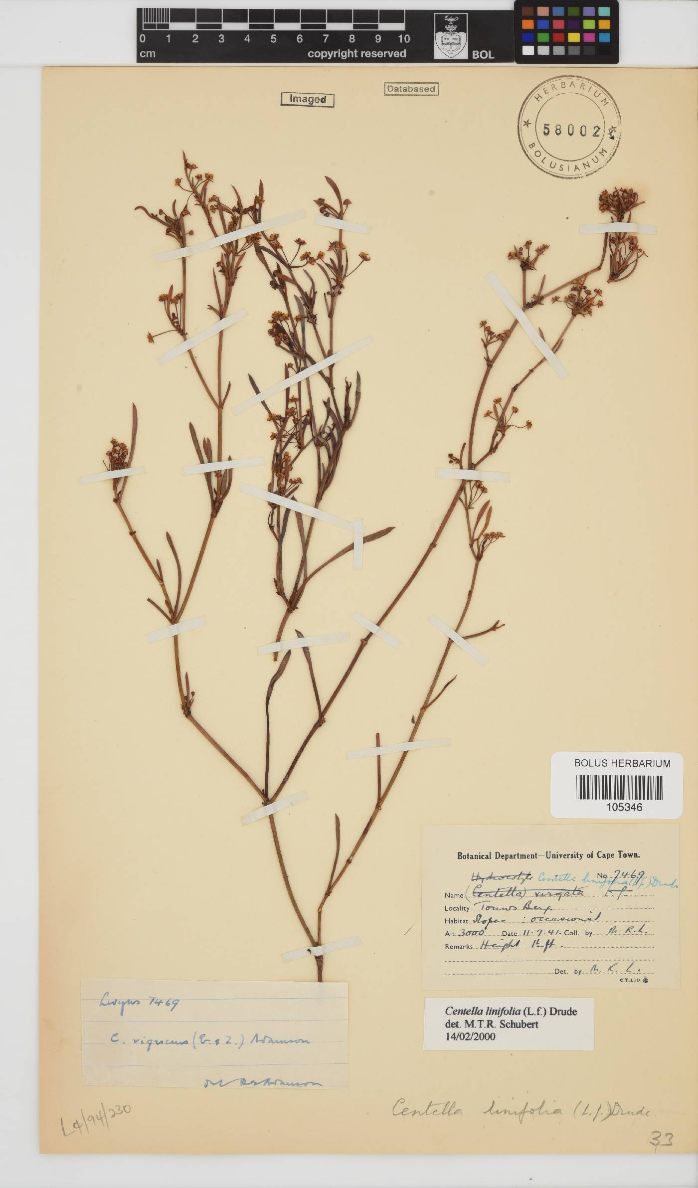 Centella linifolia image