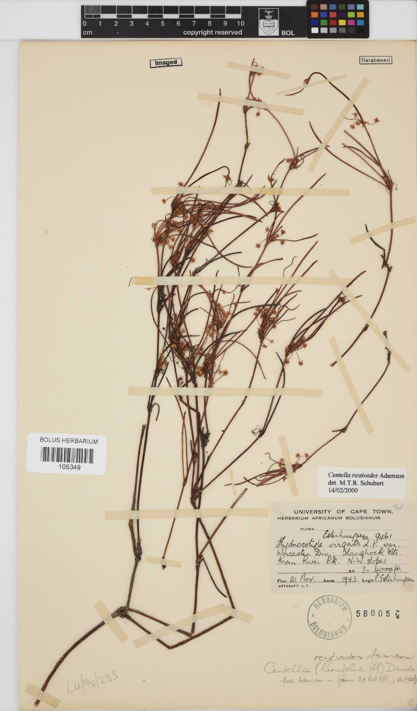 Centella restioides image