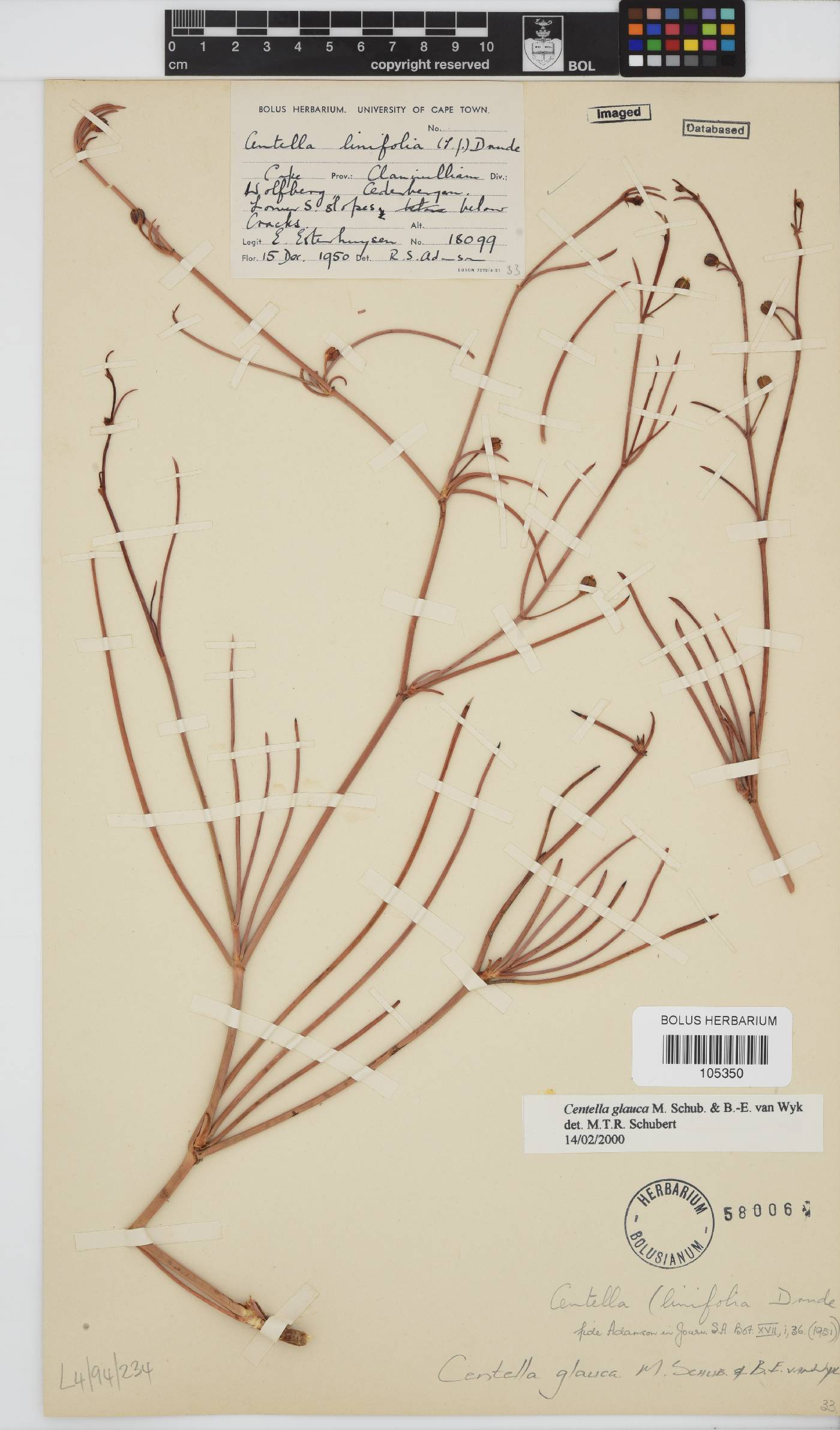Centella glauca image