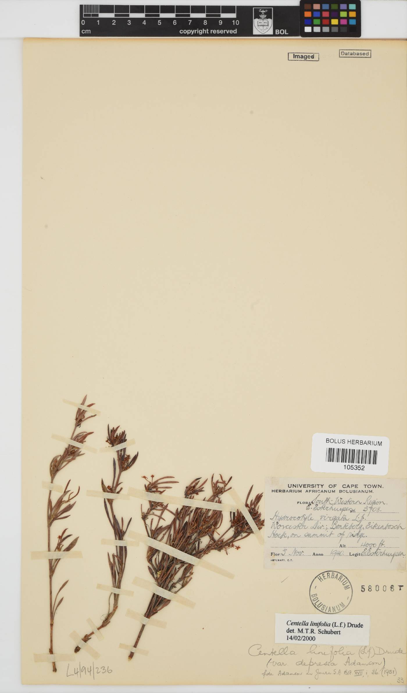 Centella linifolia image