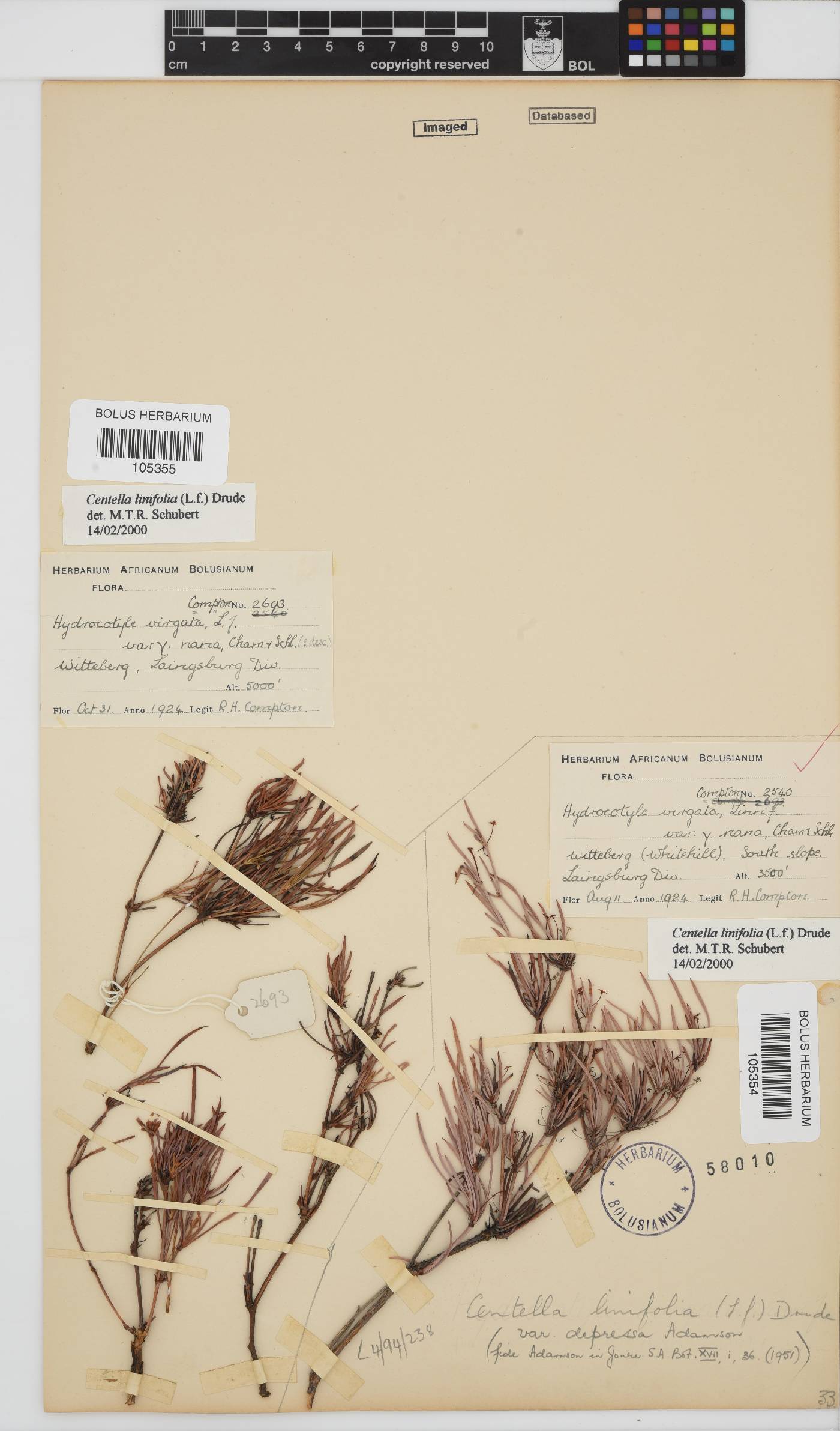 Centella linifolia image