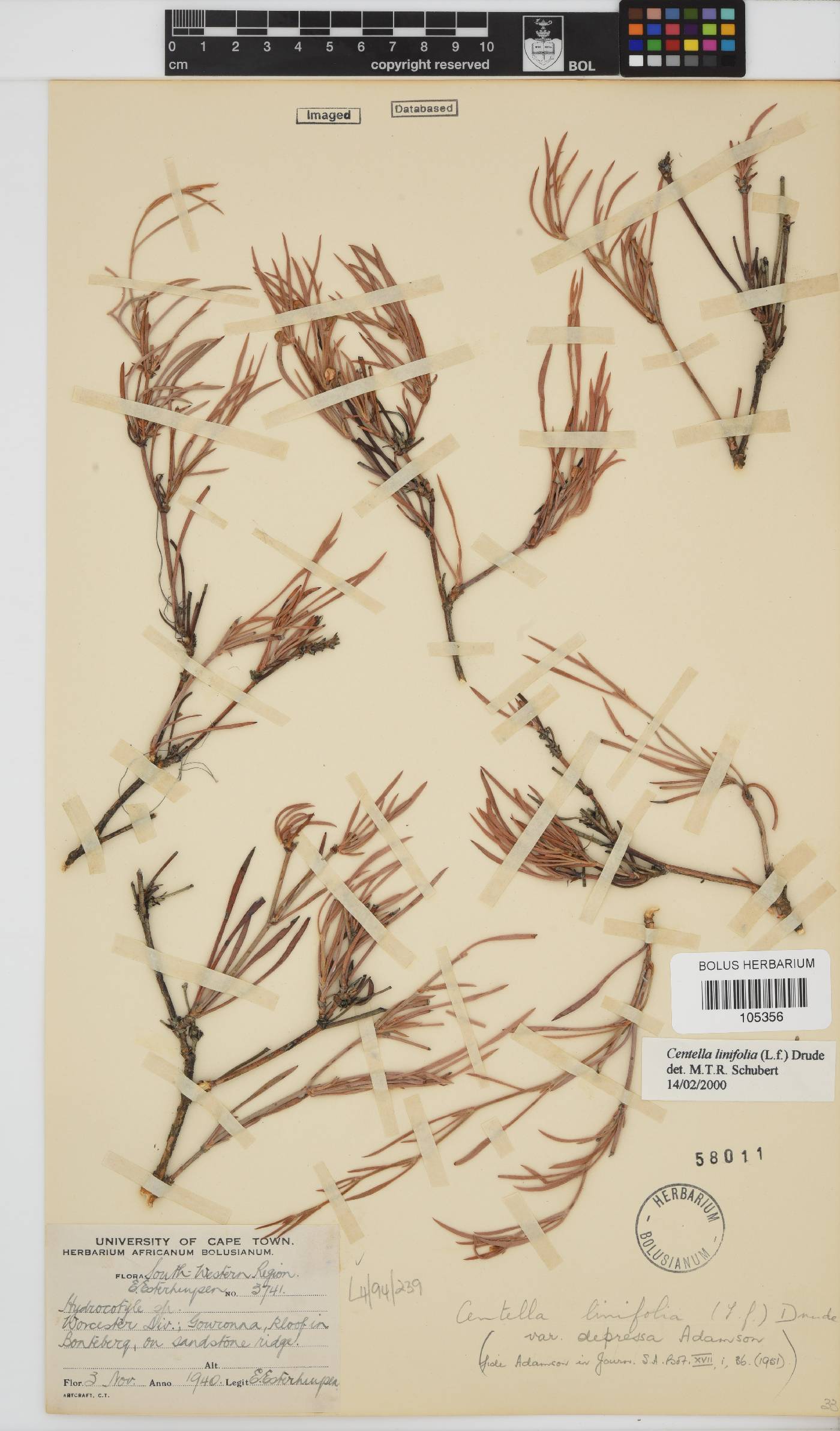 Centella linifolia image