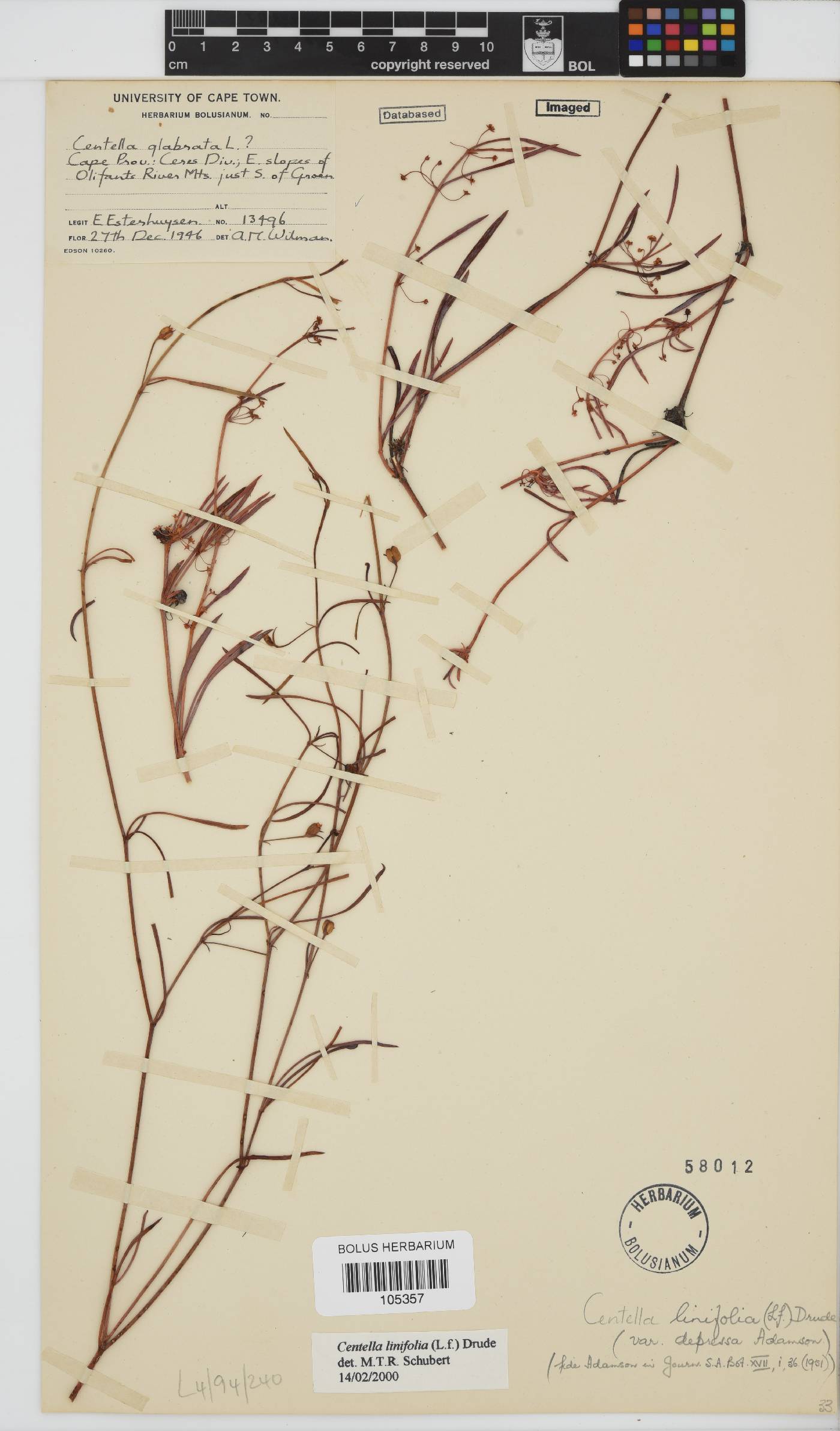 Centella linifolia image