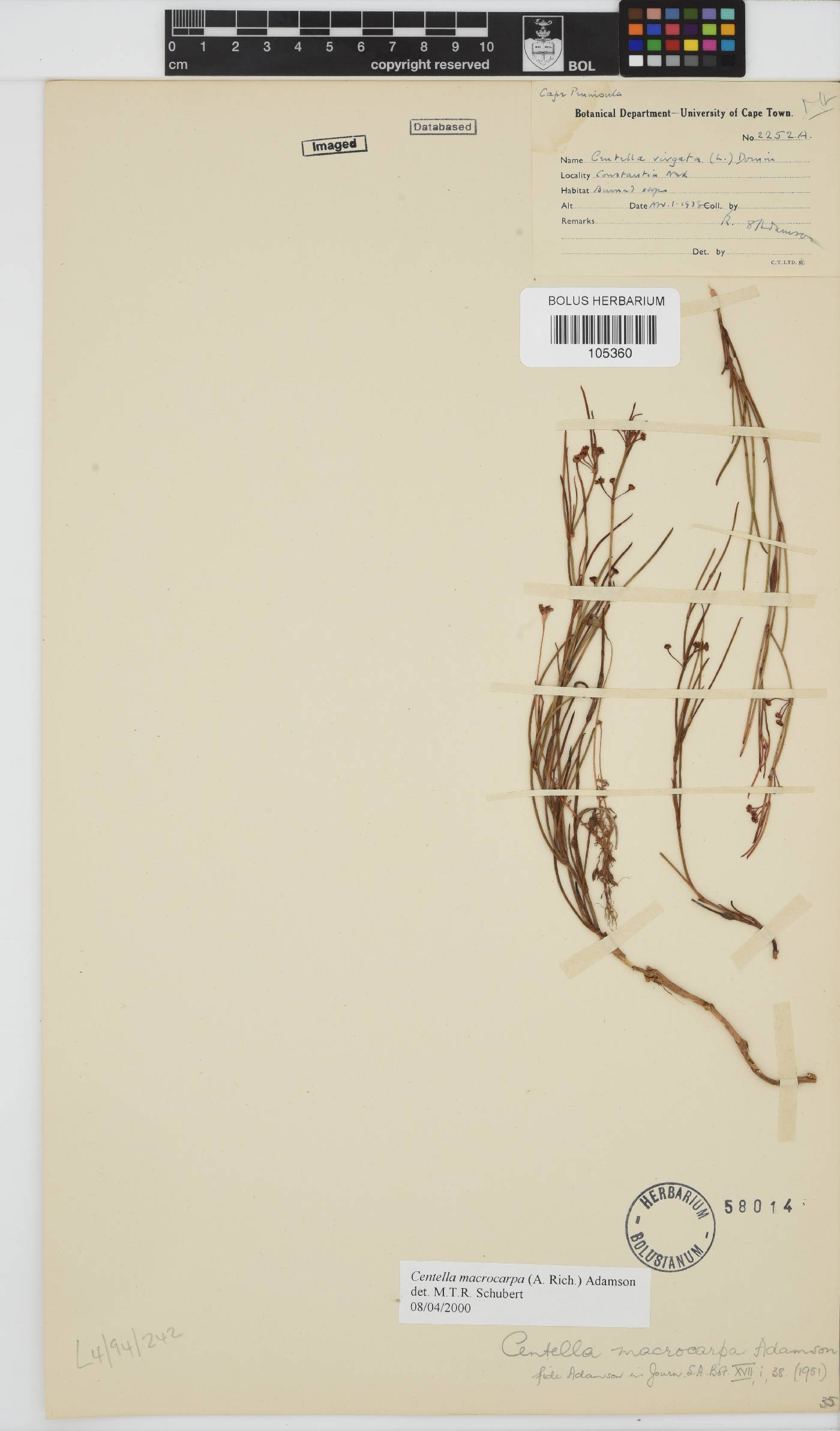 Centella macrocarpa image