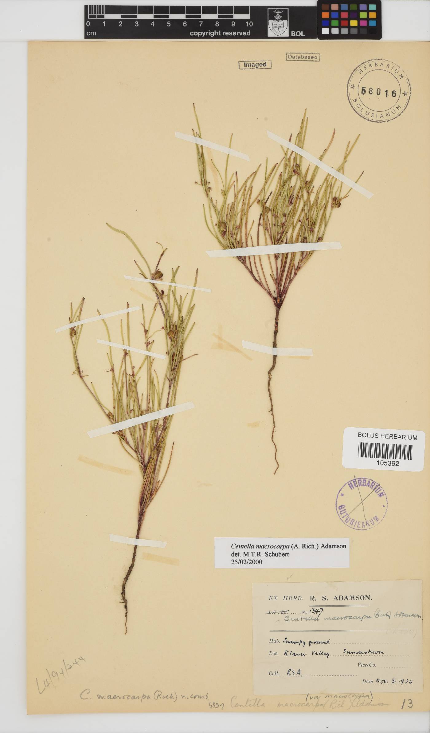 Centella macrocarpa image