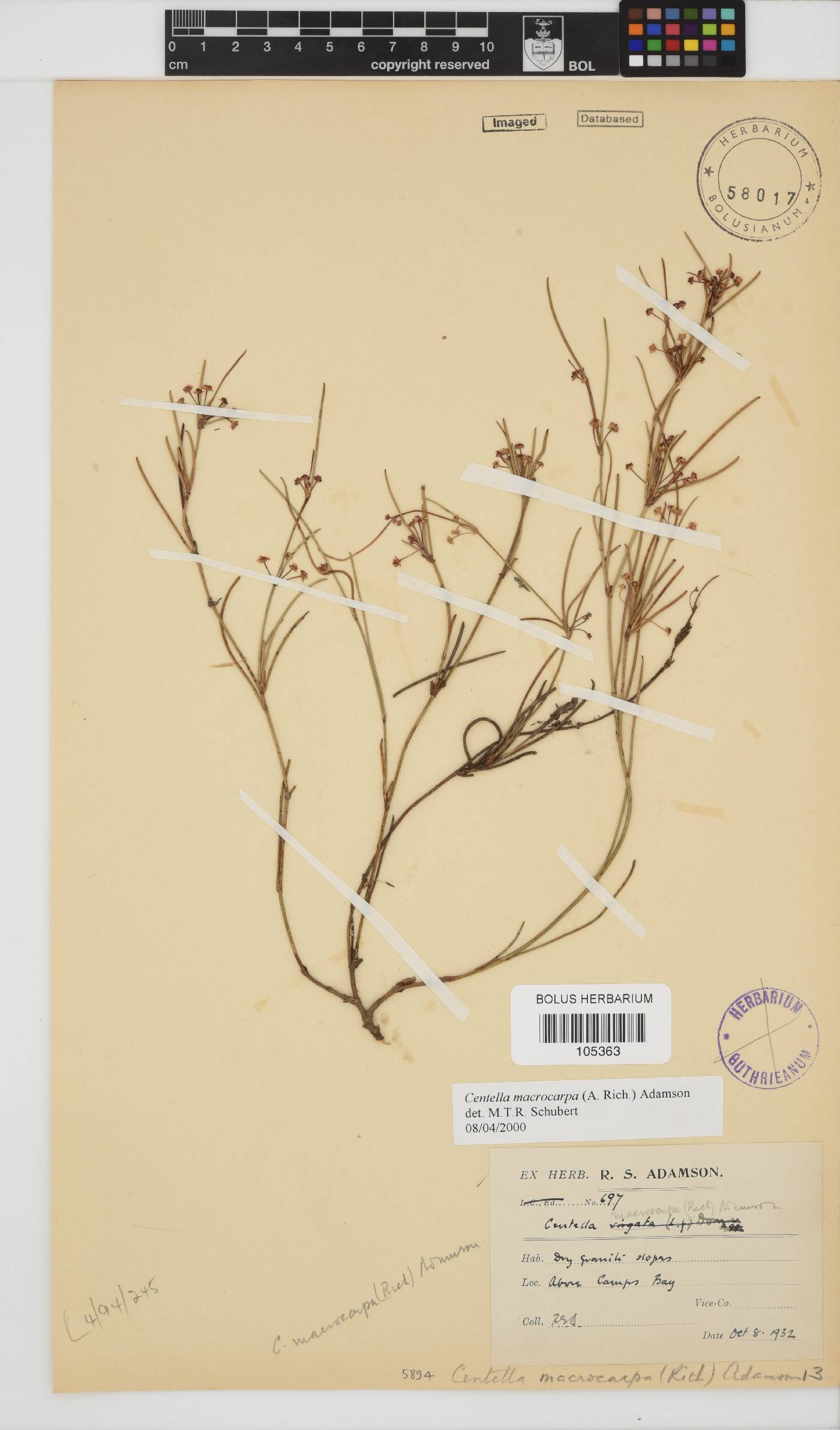 Centella macrocarpa image