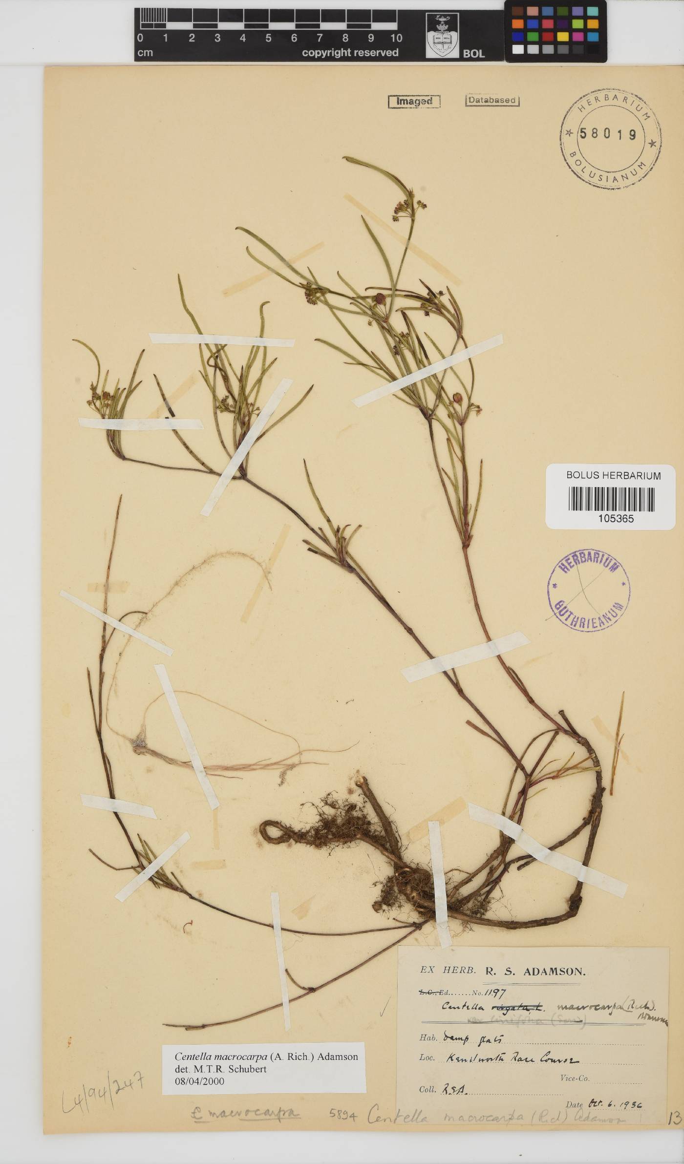 Centella macrocarpa image