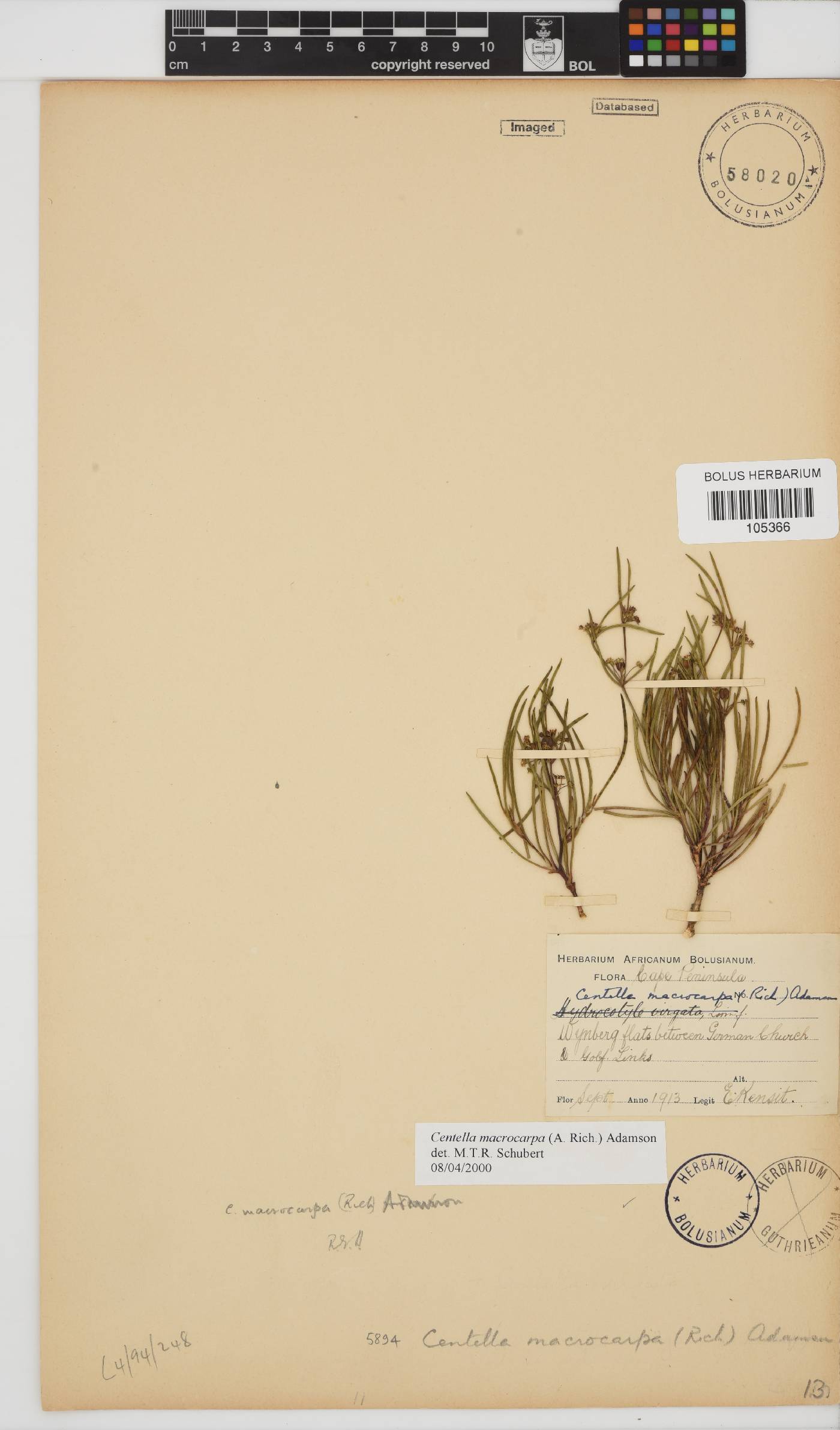 Centella macrocarpa image