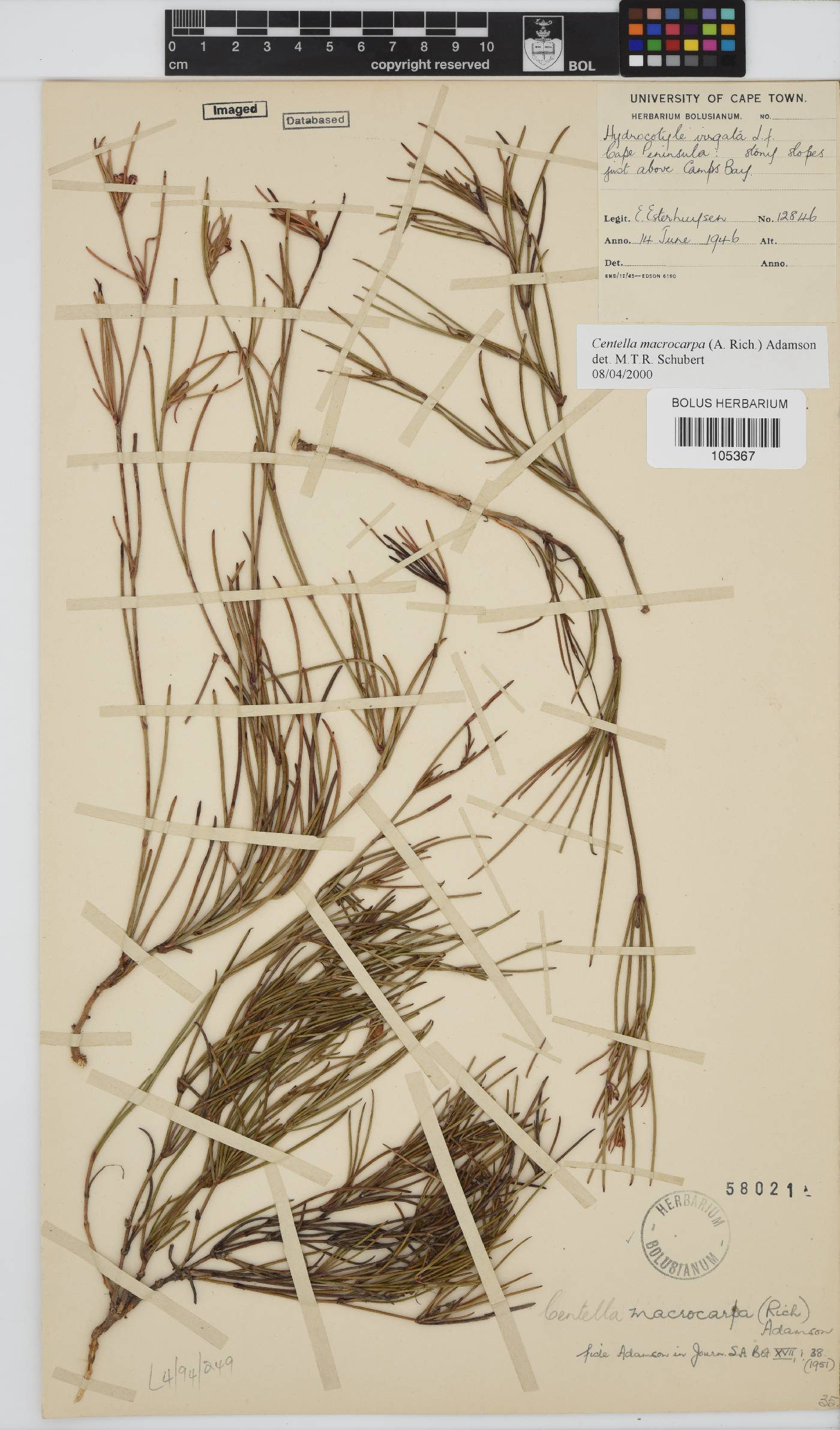 Centella macrocarpa image