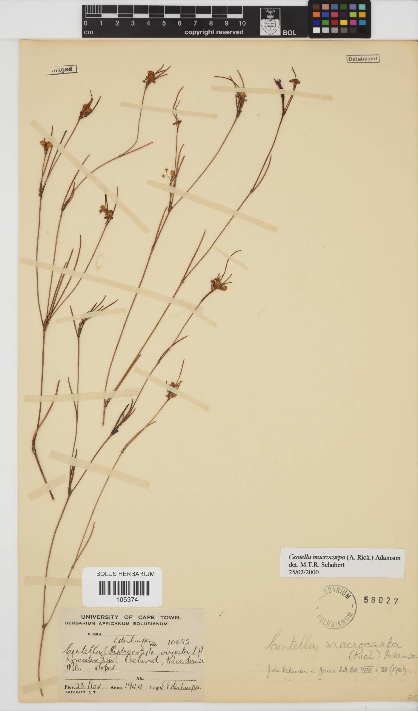 Centella macrocarpa image
