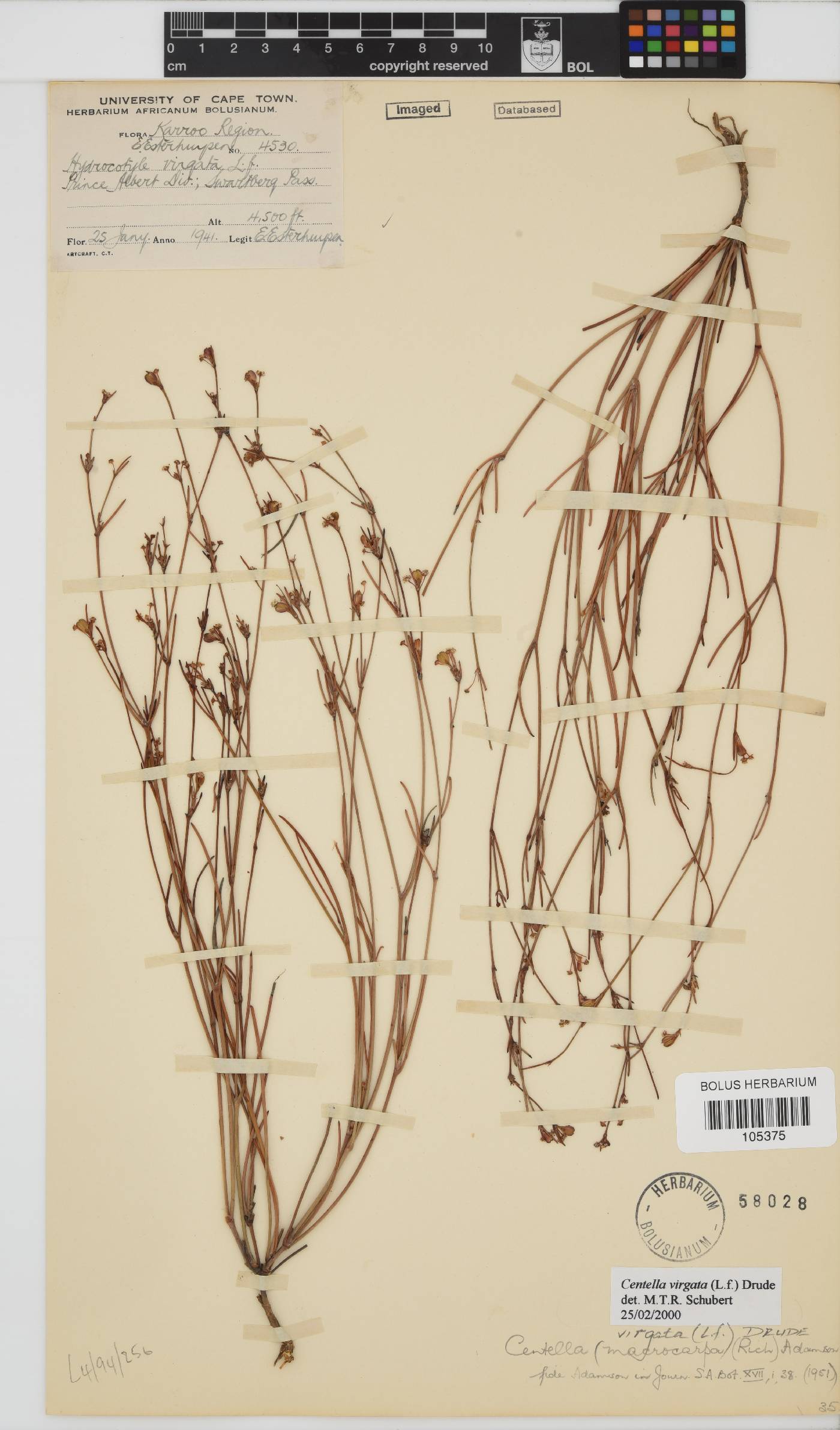 Centella virgata image