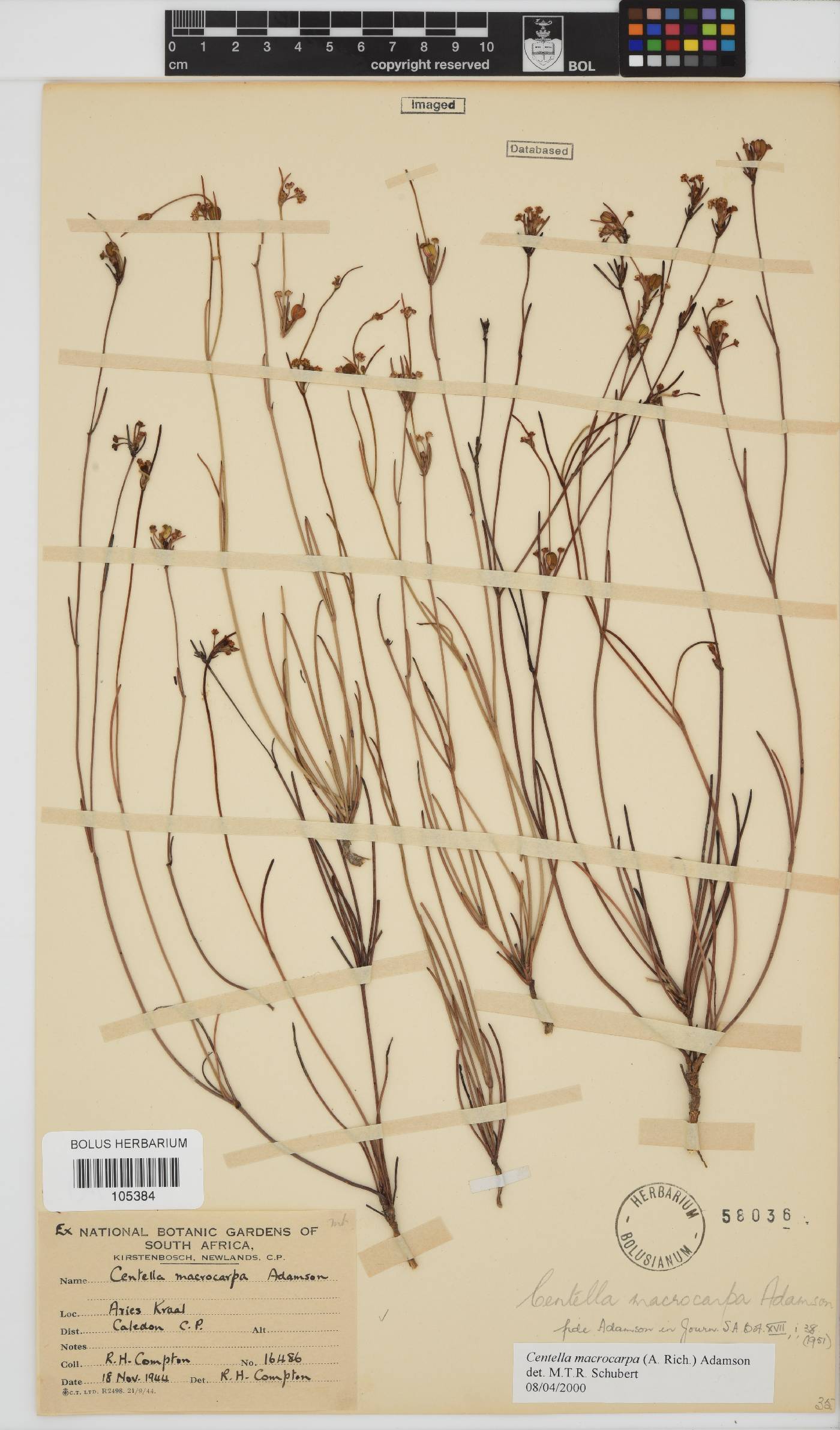 Centella macrocarpa image