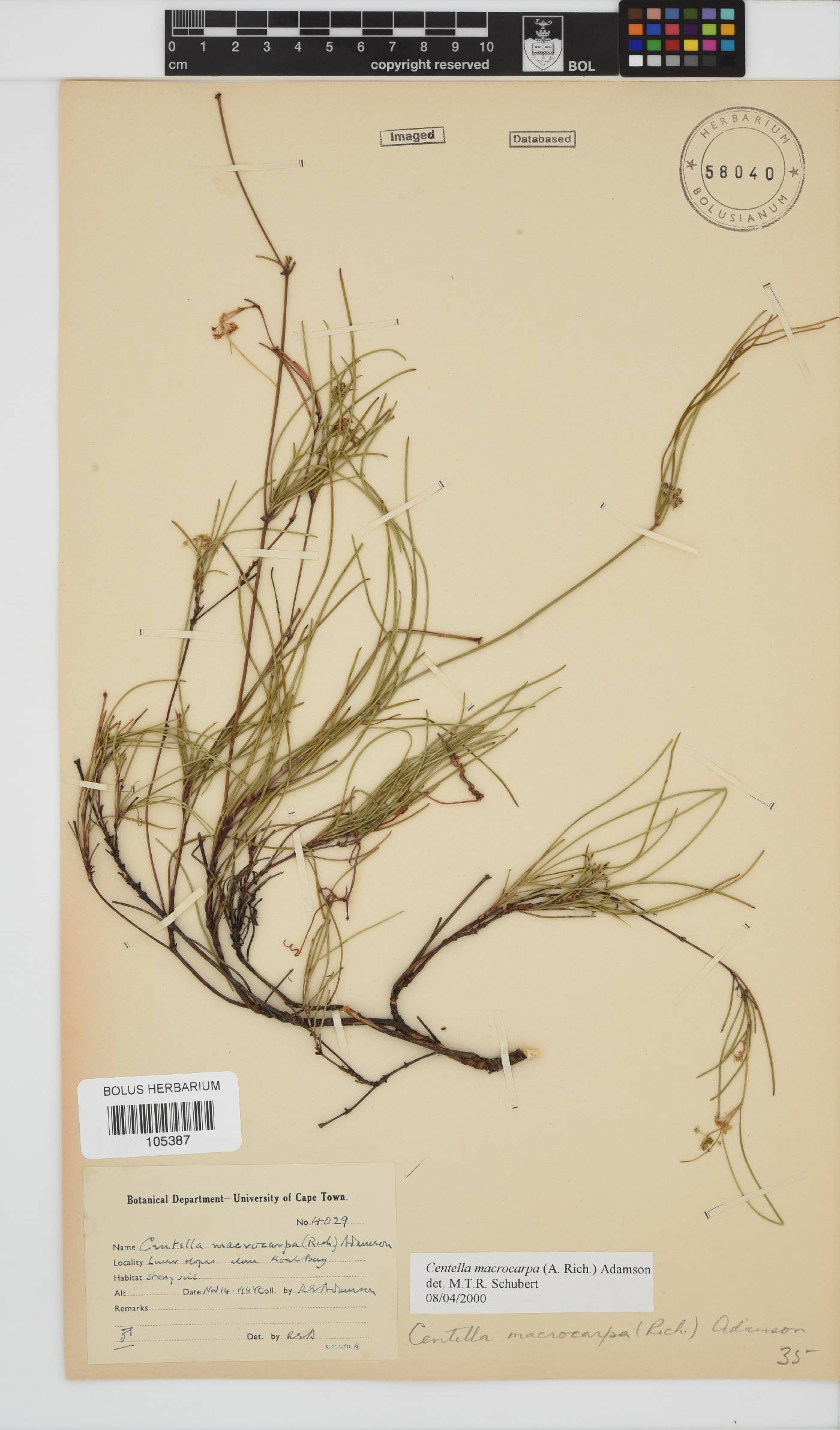 Centella image