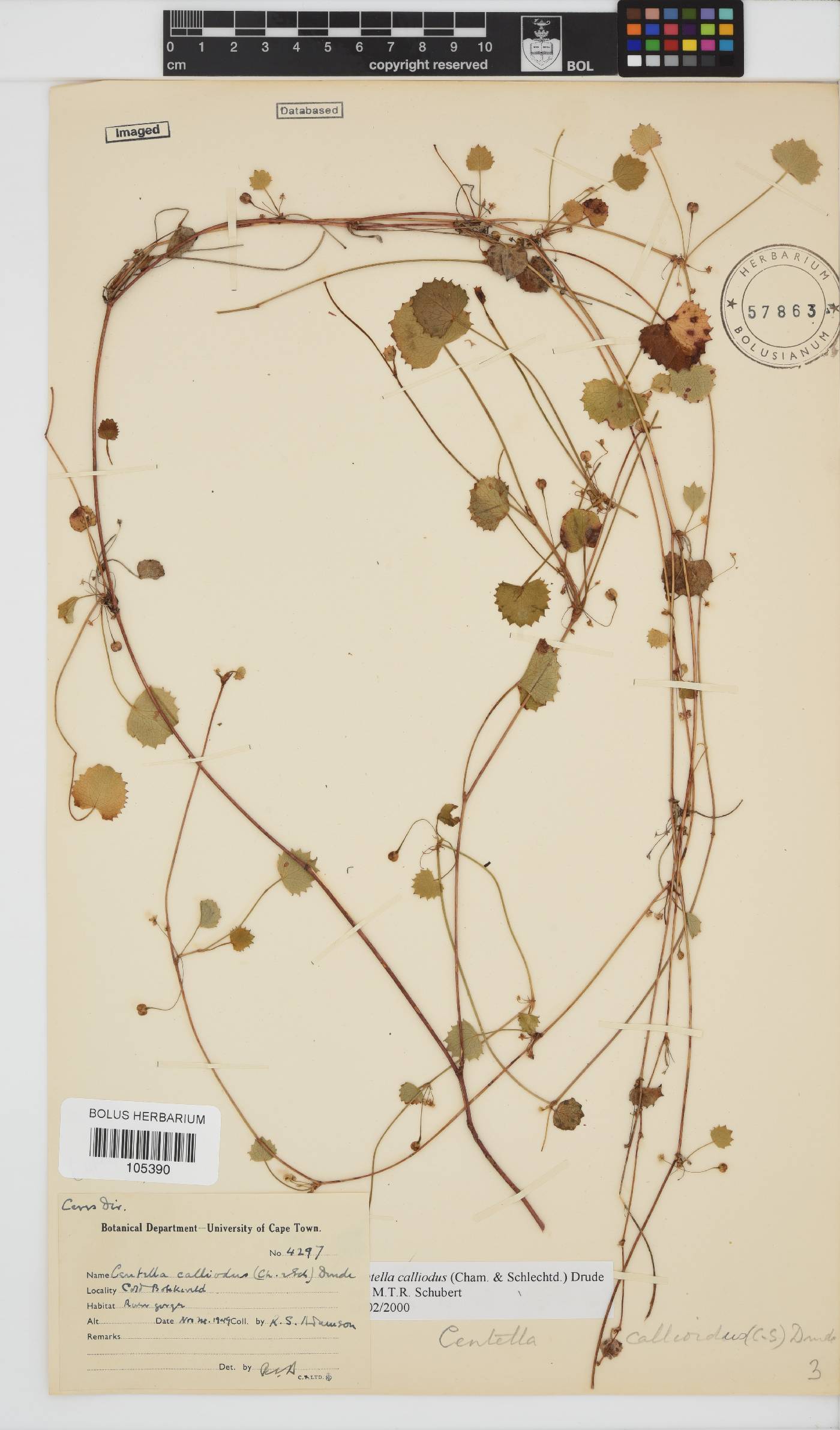 Centella callioda image