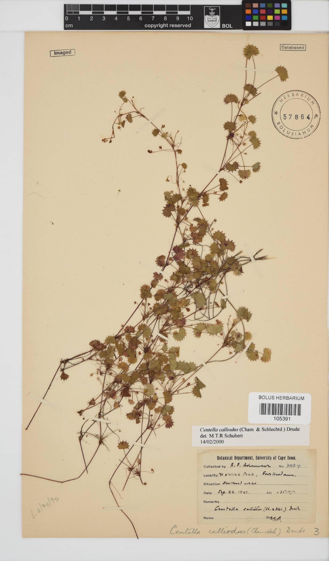 Centella callioda image