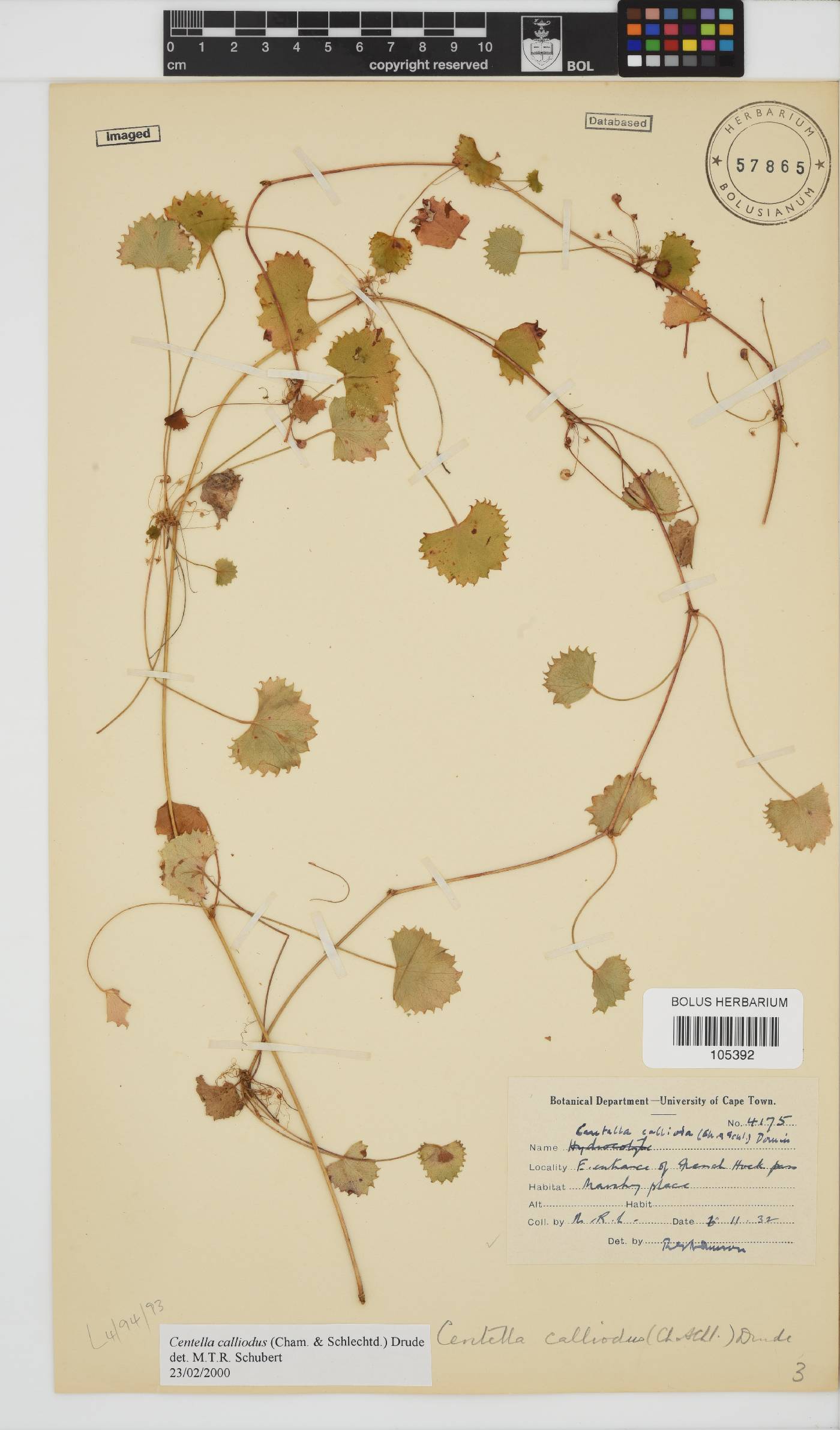 Centella callioda image